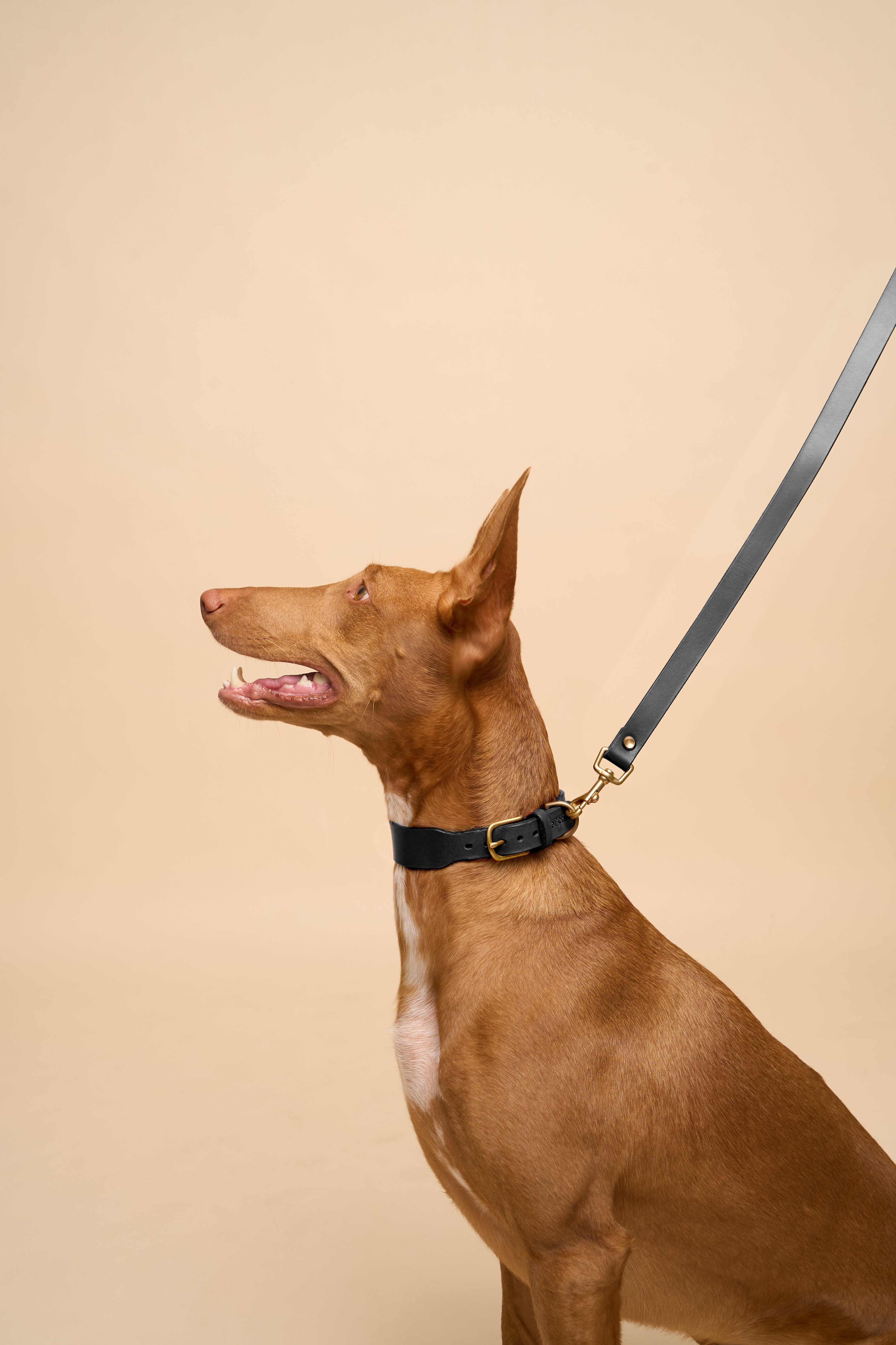 Vero Classic Collar & Leash in Black