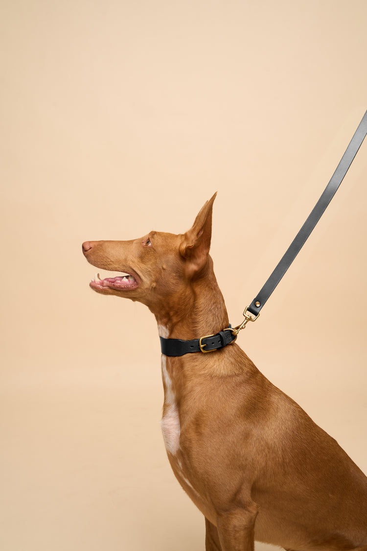 Black Leather Dog Collar and Leash Set - Vero Classic