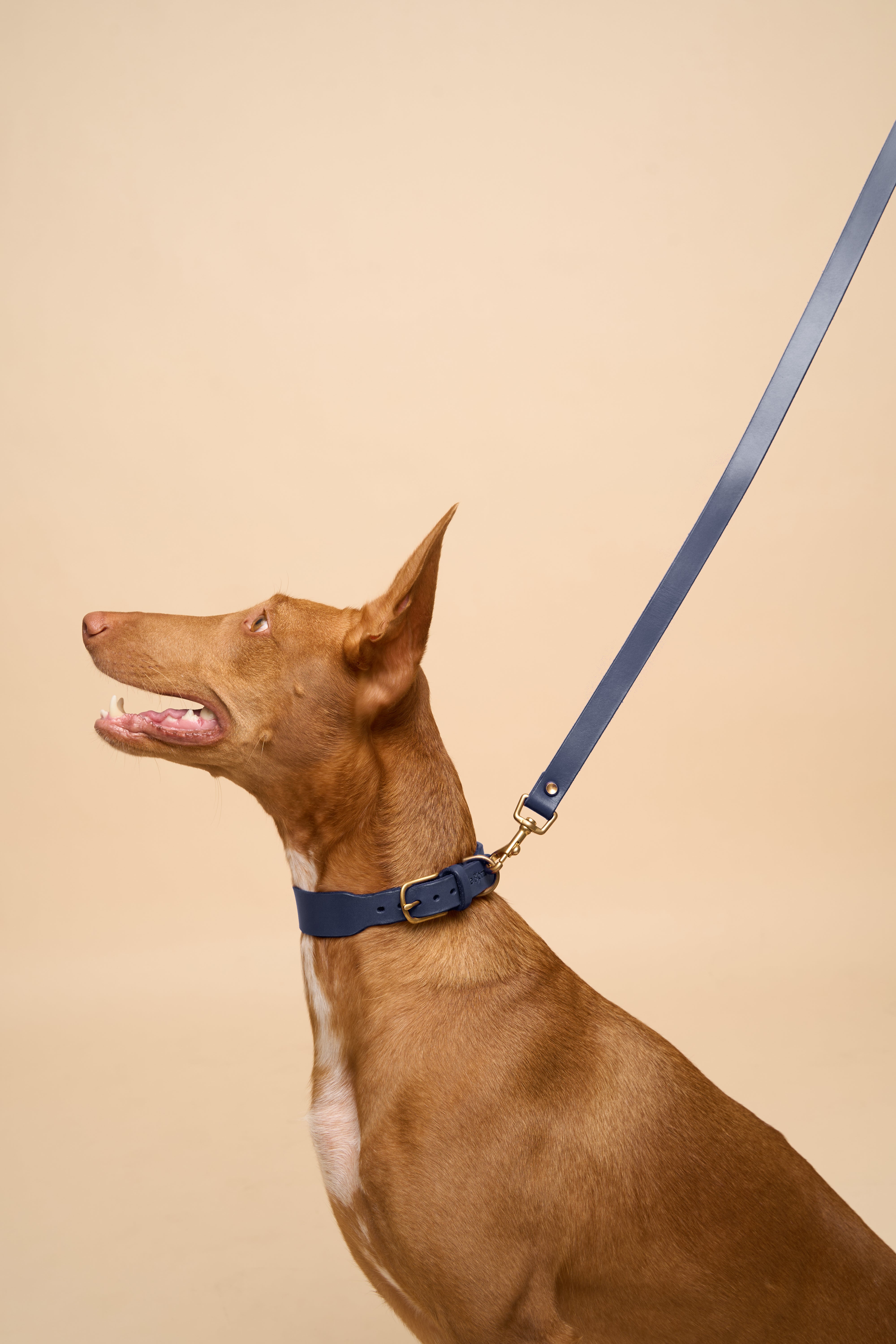 Vero Classic Collar & Leash in Blue