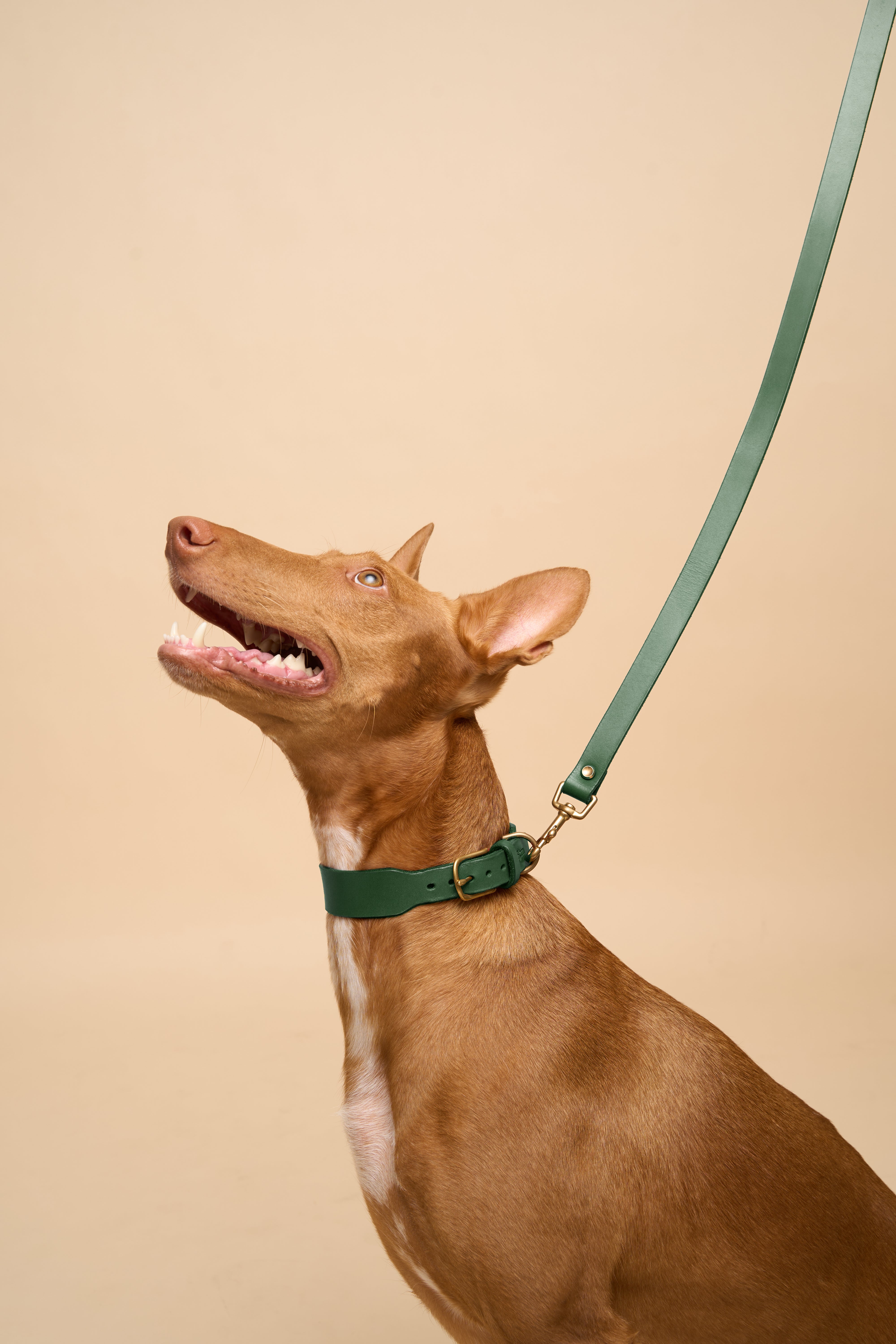 Vero Classic Green Leather Dog Collar with Classic Leash, designed for durability and style, showcasing premium Italian leather craftsmanship