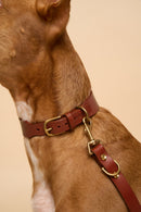 Vero Classic Cognac Leather Dog Collar and Omni Cognac Leather Dog 
Leash, featuring high-quality Italian leather, perfect for all breeds