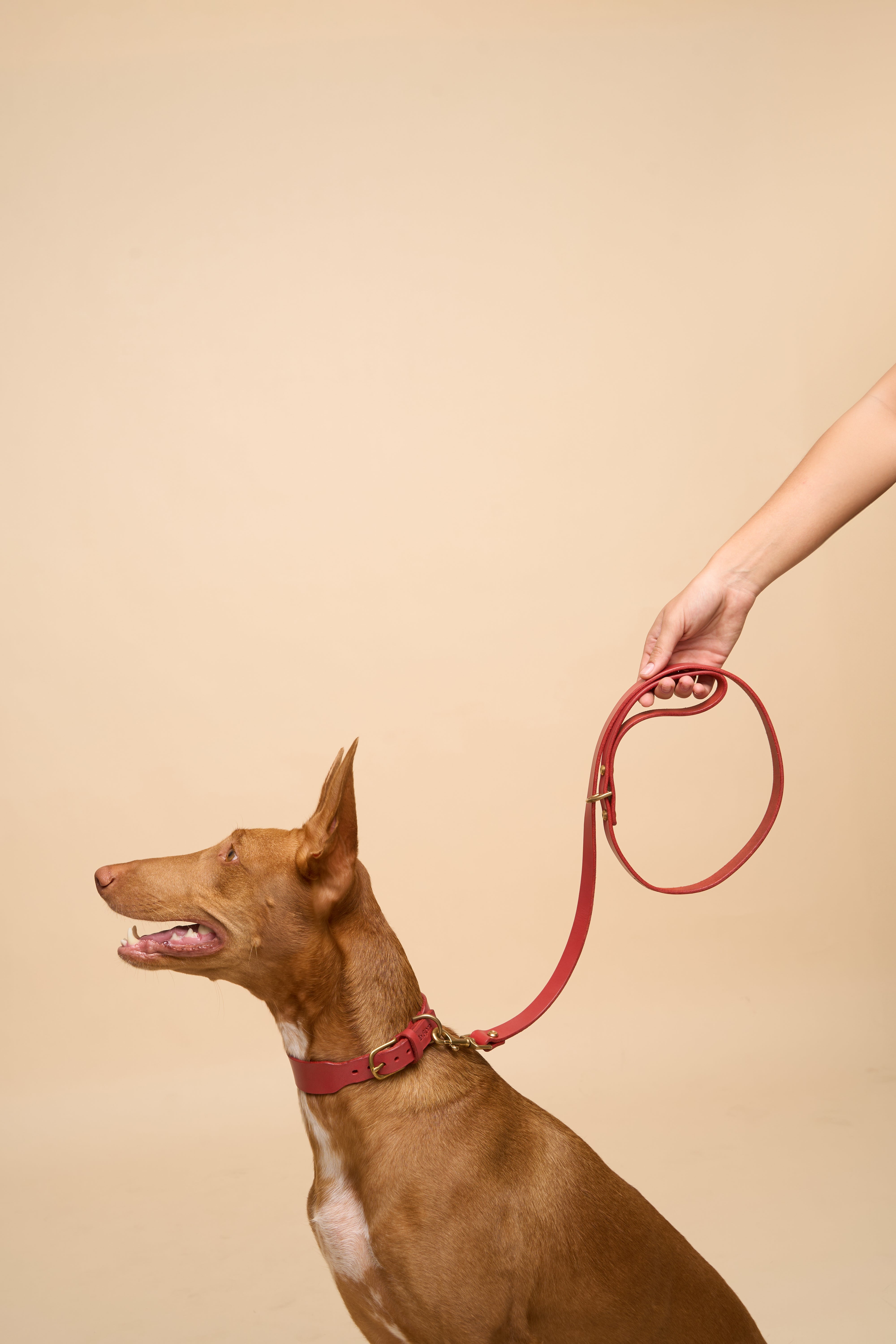 Vero Classic Collar & Leash in Red