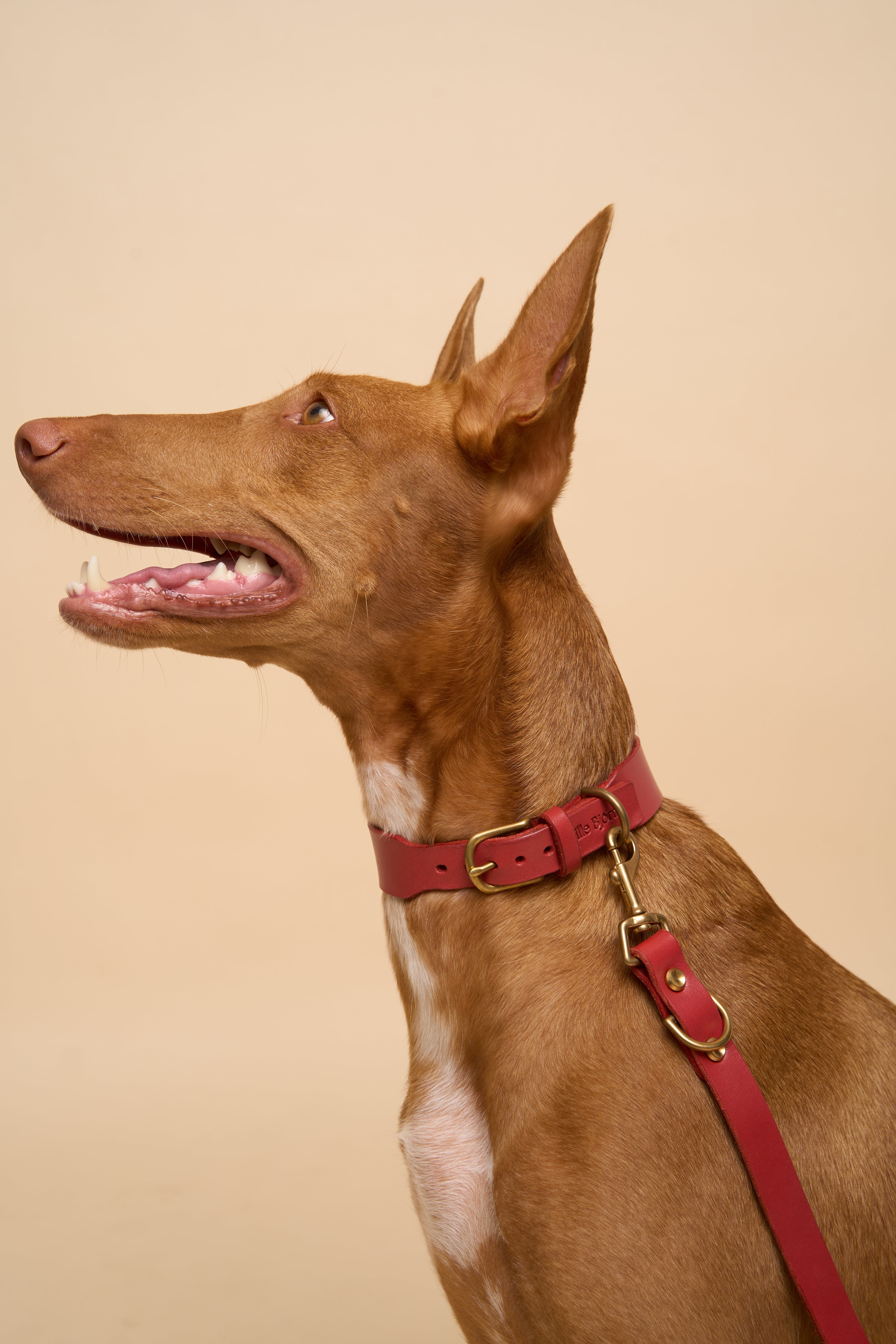 Vero Classic Red Leather Dog Collar with matching Omni Red Leather Dog Leash, featuring durable Italian leather, ideal for all dogs