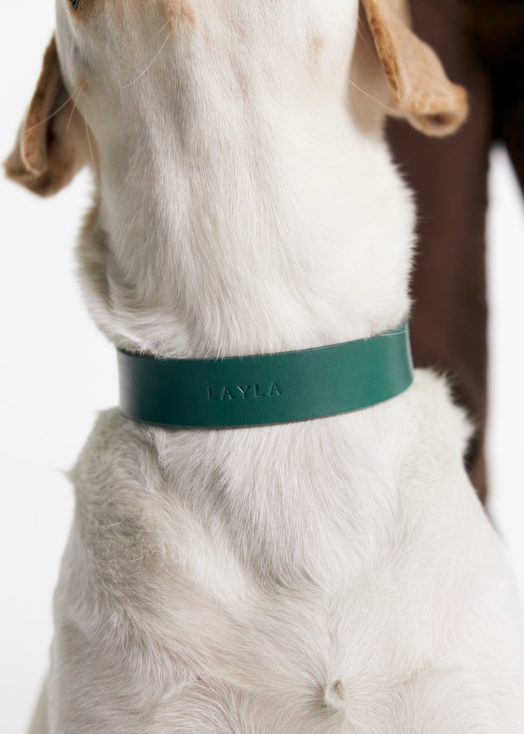 Green Leather Dog Collar - Vero Classic