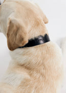 Vero Classic leather dog collar in black