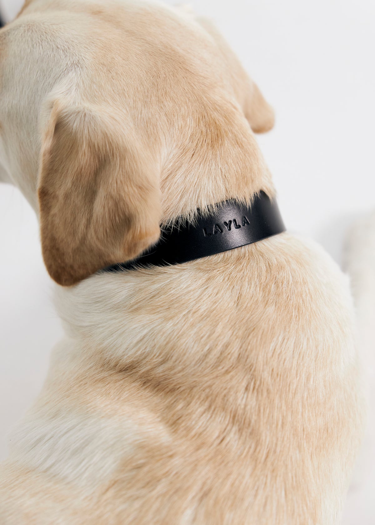Vero Classic leather dog collar in black