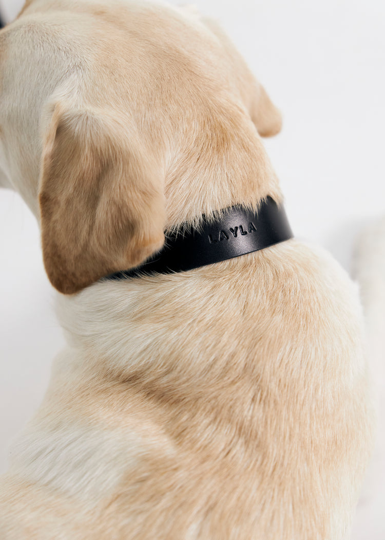 Black Leather Dog Collar - Vero Classic