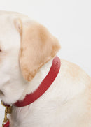 Vero Classic leather dog collar in red