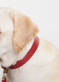 Vero Classic leather dog collar in red