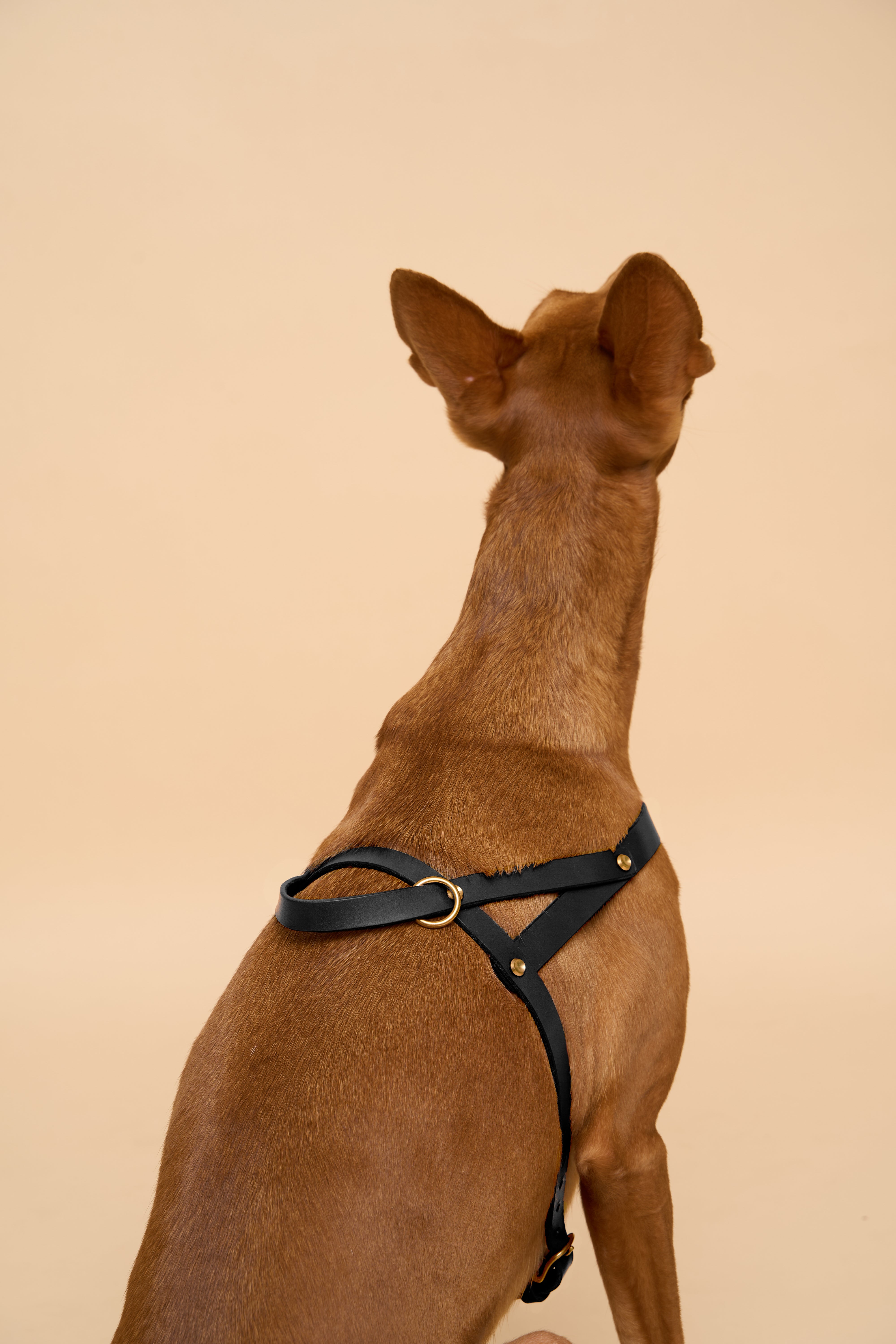 Vero Black Leather Dog Harness shown from the back, featuring premium Italian leather and brass hardware for secure fit and control