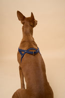 Vero Blue Leather Dog Harness shown from the back, handcrafted with durable Italian leather and brass hardware for a secure fit