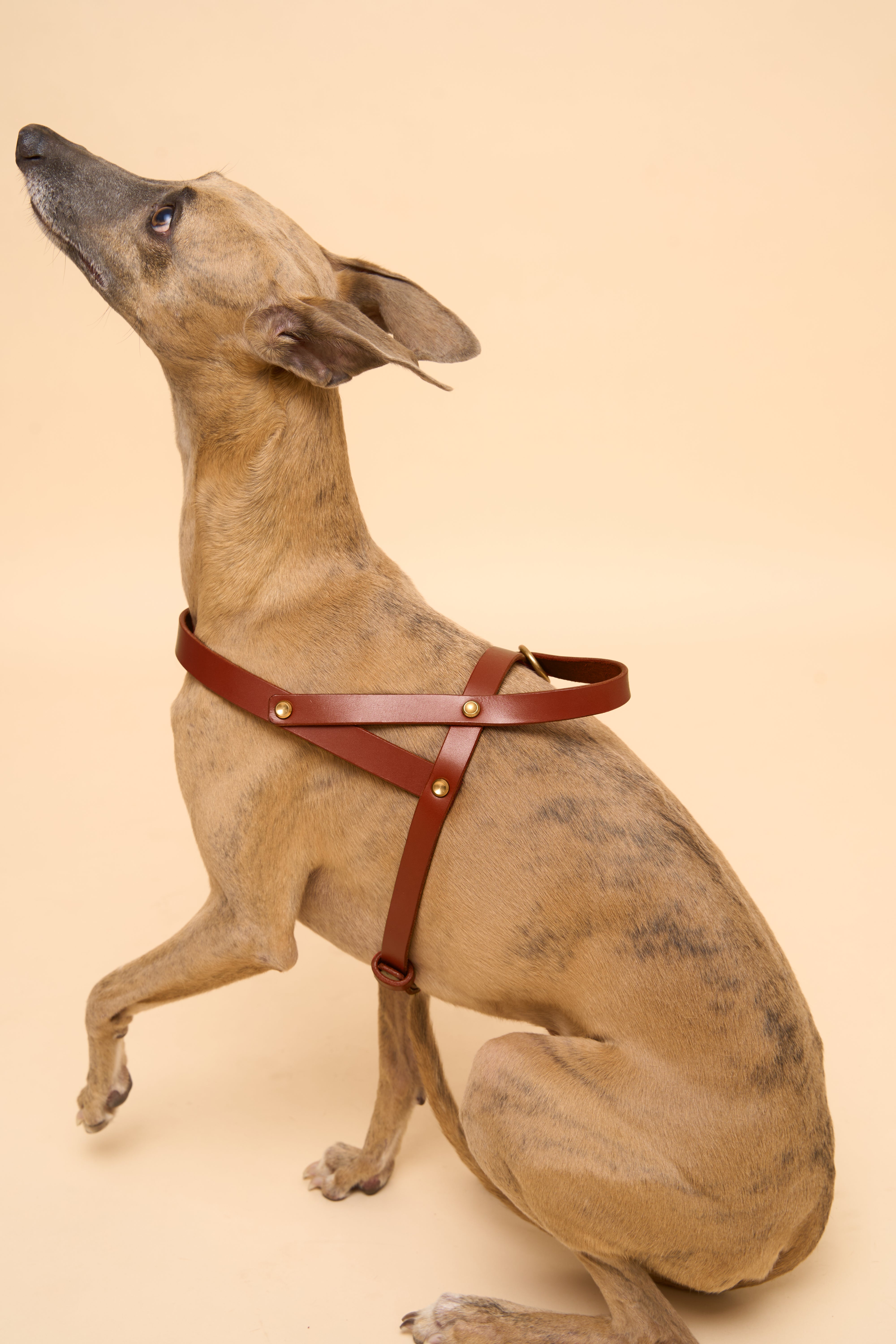 Vero Cognac Leather Dog Harness shown from the back, crafted from high-quality Italian leather with sturdy brass hardware for control and comfort