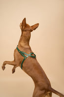 Vero Green Leather Dog Harness shown from the back, made from Italian leather with durable brass hardware for secure and stylish fit