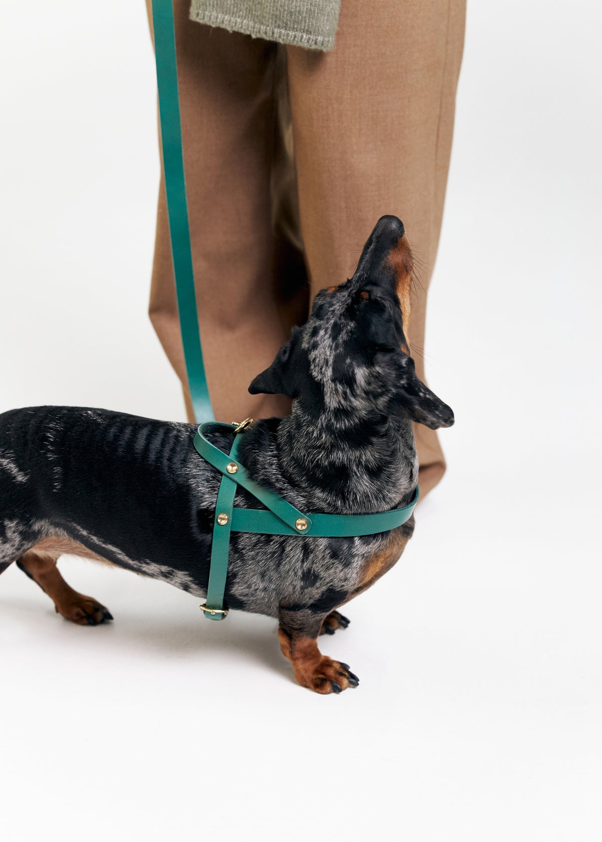 Vero Dog harness paired with matching leash in green