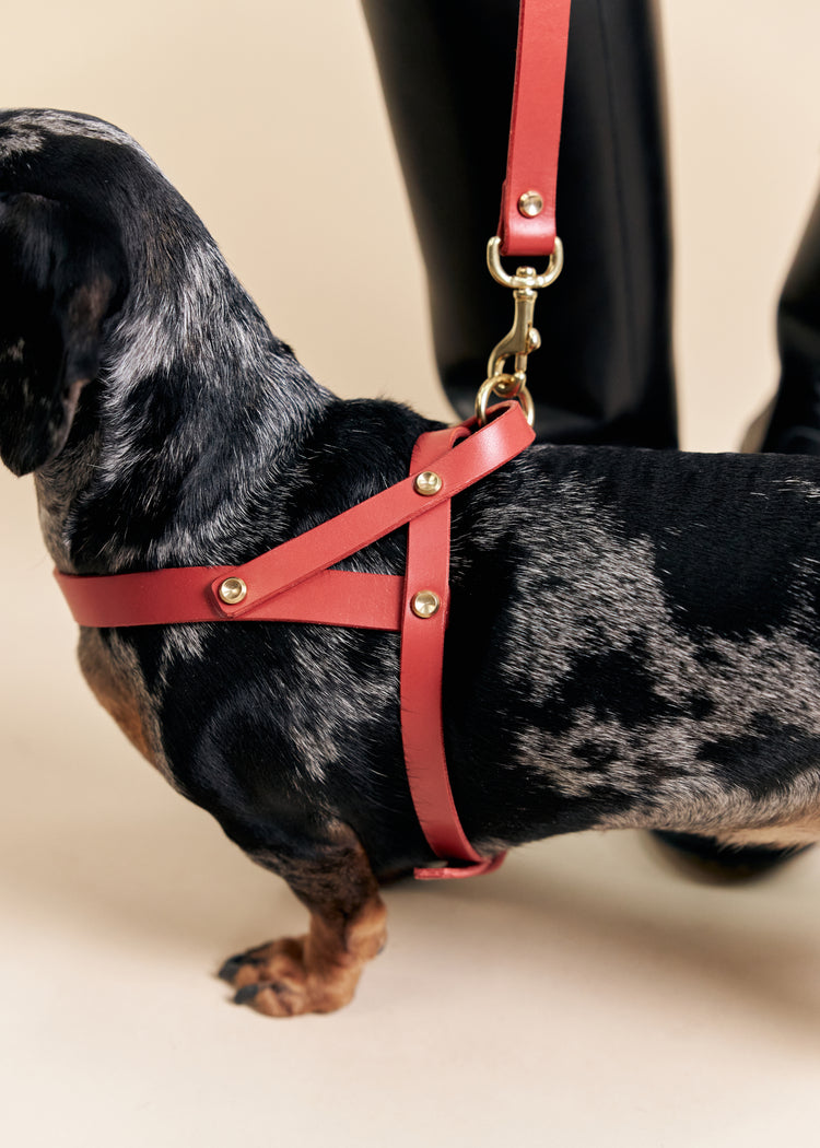 Wide Red Leather Dog Collar, Leash and Harness Set - Vero