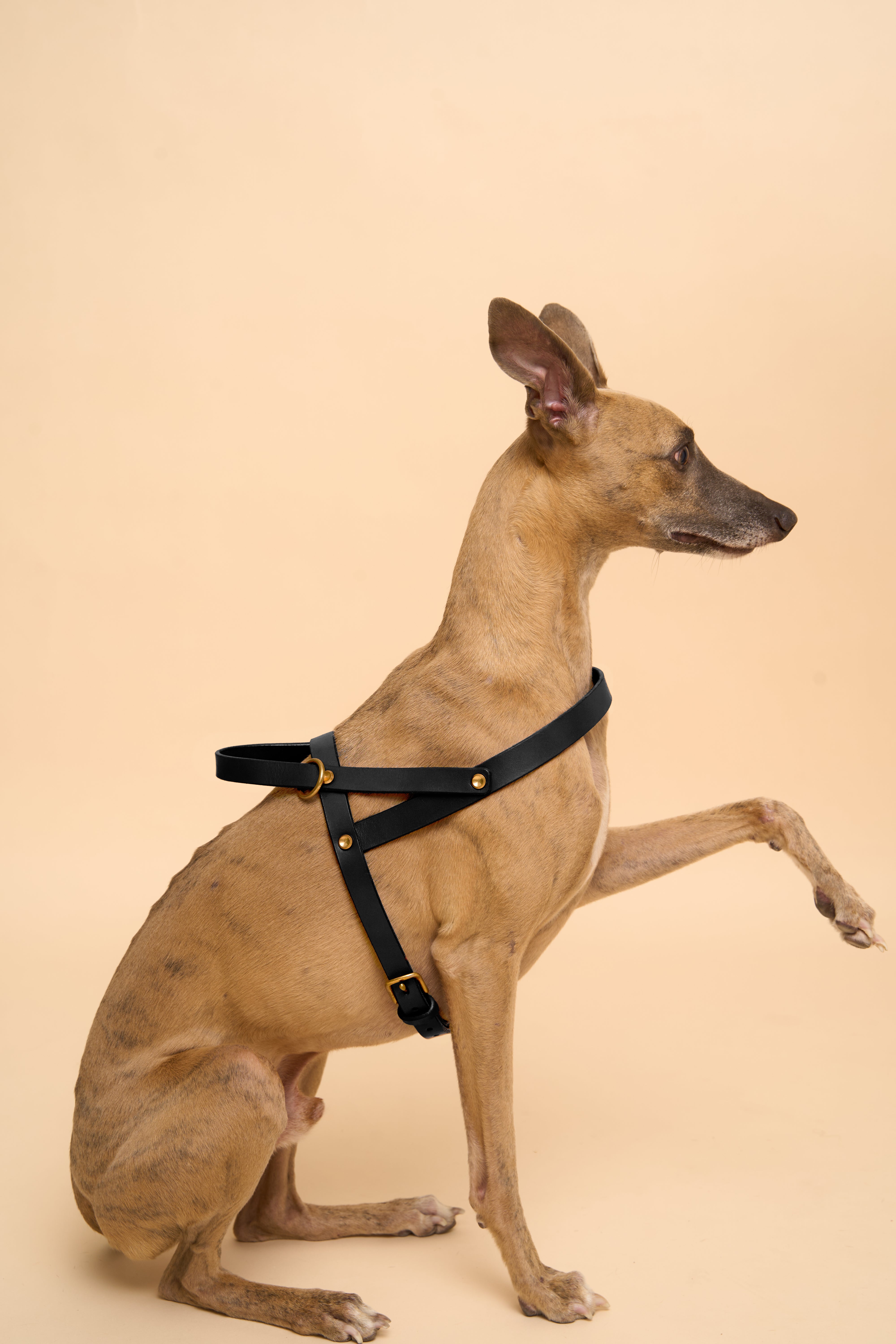 Vero Black Leather Dog Harness shown from the left side, made from premium Italian leather with adjustable brass hardware