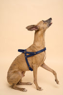 Vero Blue Leather Dog Harness shown from the left side, handcrafted from Italian leather with durable brass hardware for adjustable fit