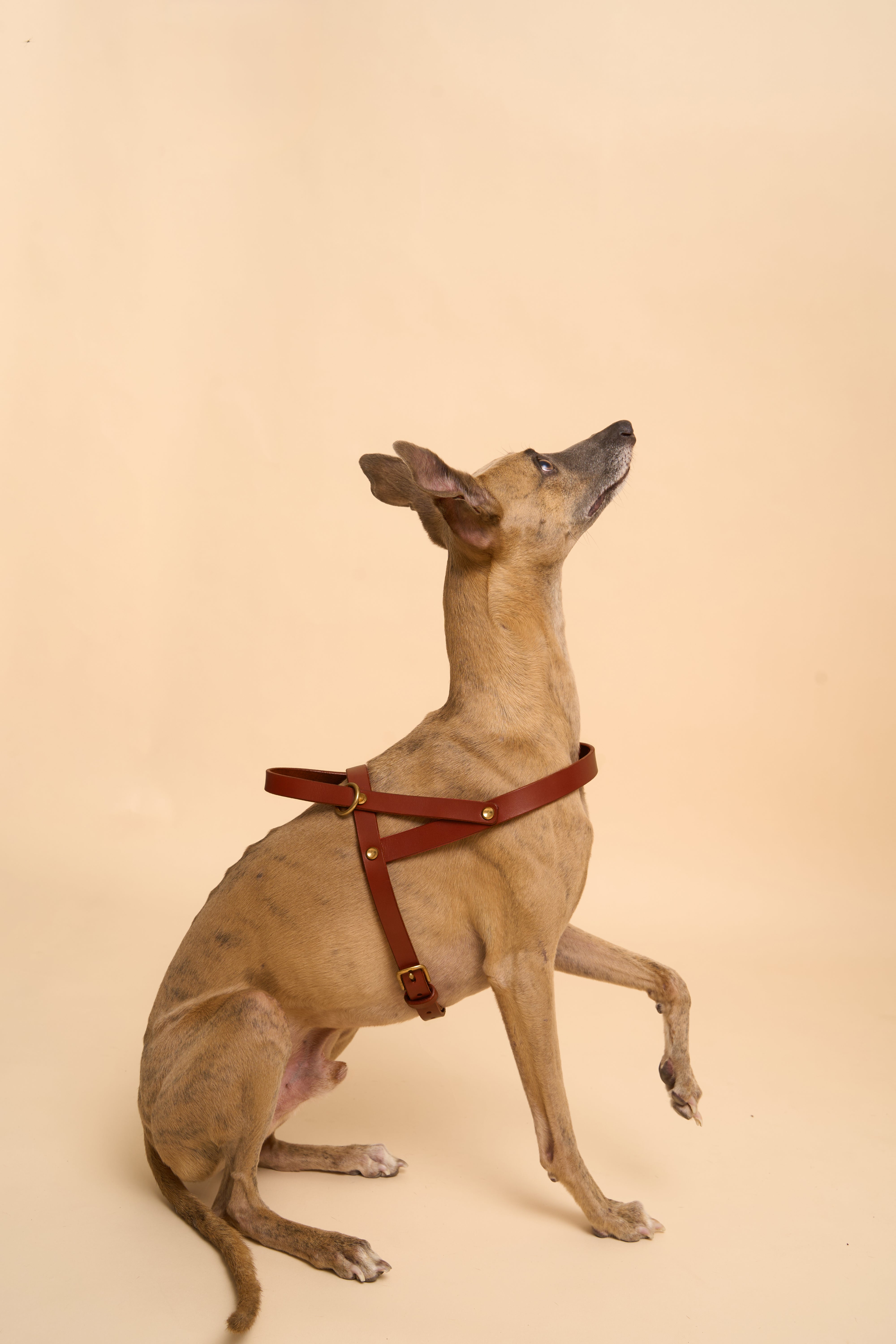 Vero Cognac Leather Dog Harness shown from the left side, featuring high-quality Italian leather with sturdy brass hardware