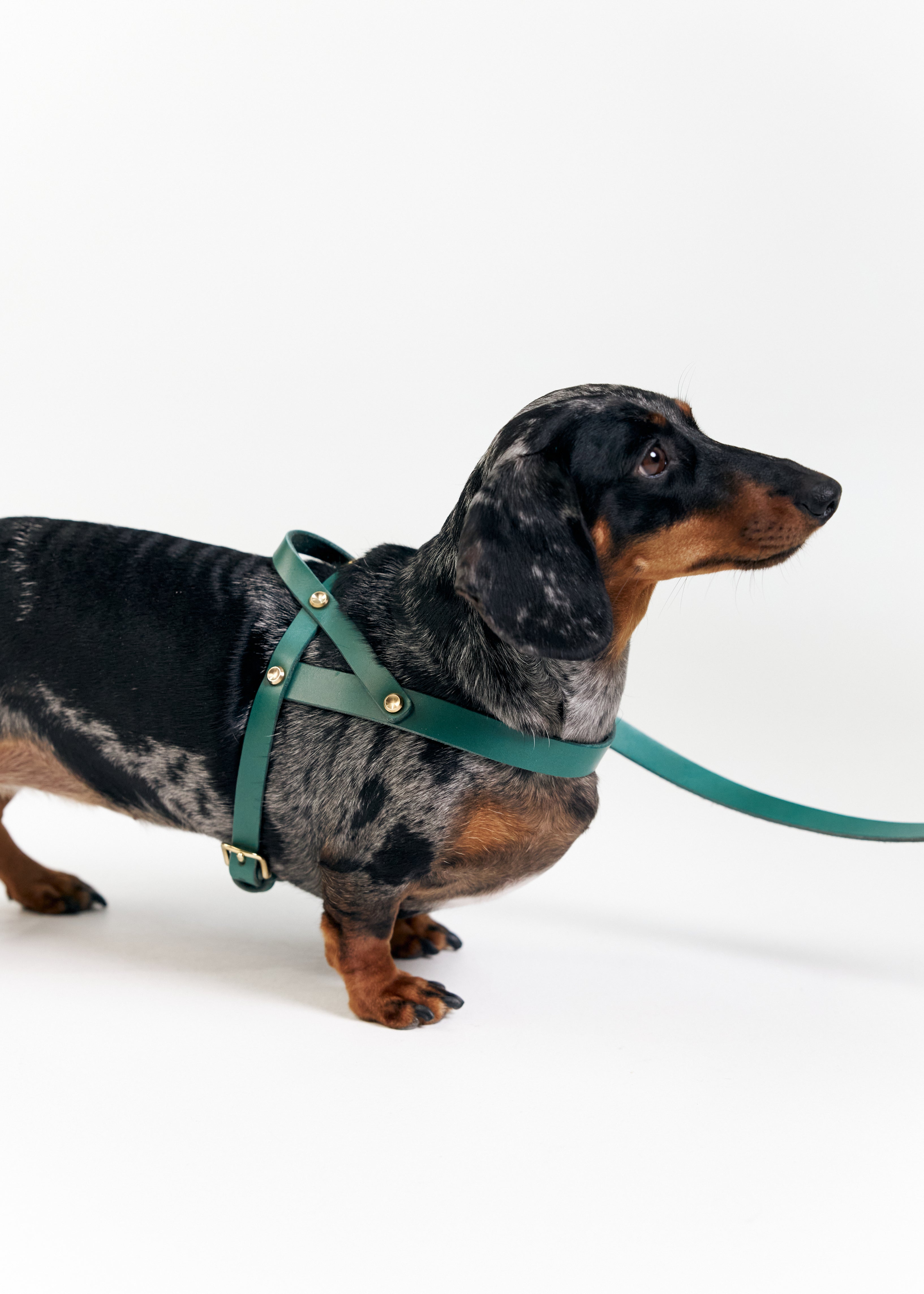 Vero Green Leather Dog Harness shown from the right side, made with Italian leather and strong brass hardware for secure fit