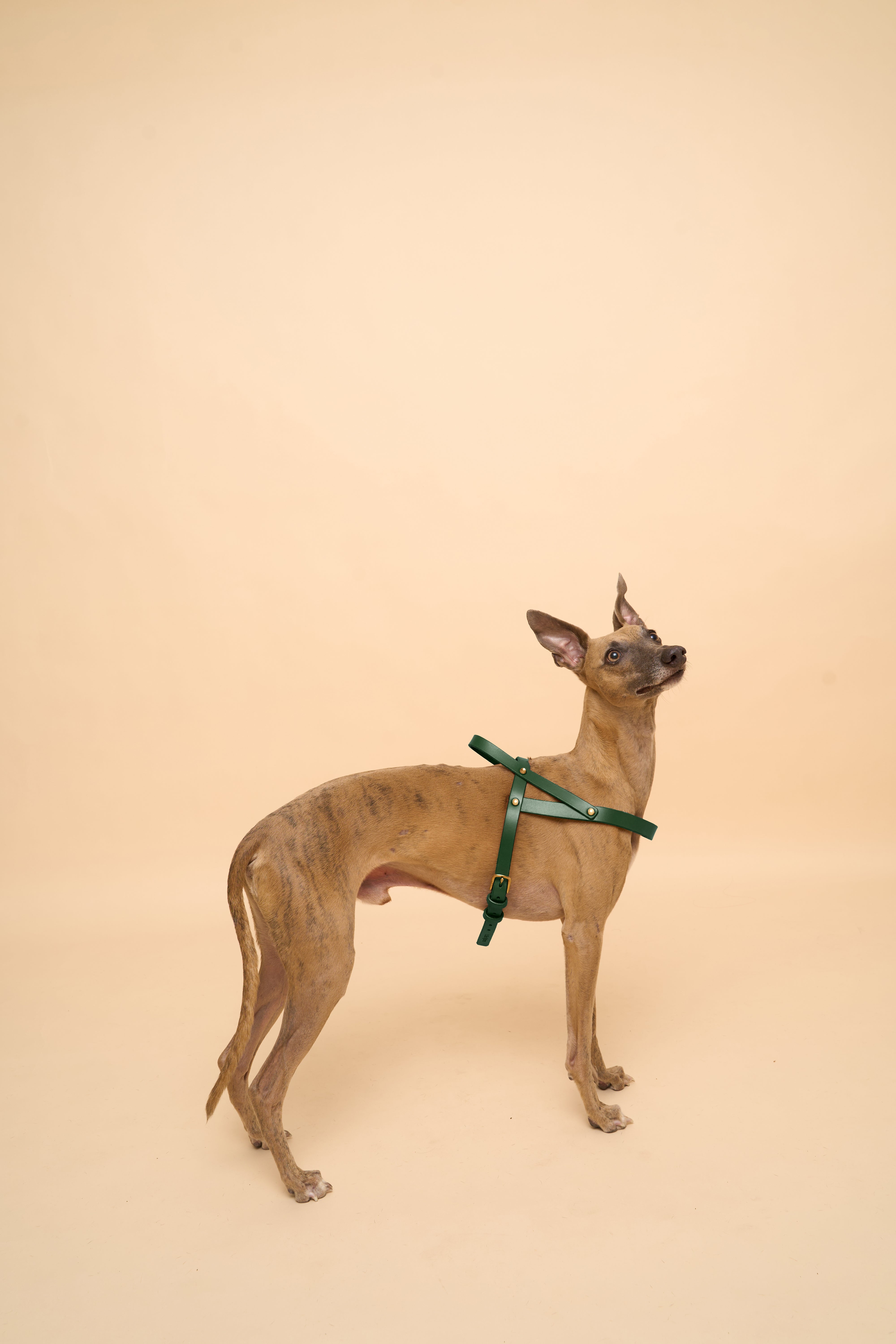 Vero Green Leather Dog Harness shown from the left side, crafted from durable Italian leather with brass hardware for long-lasting use