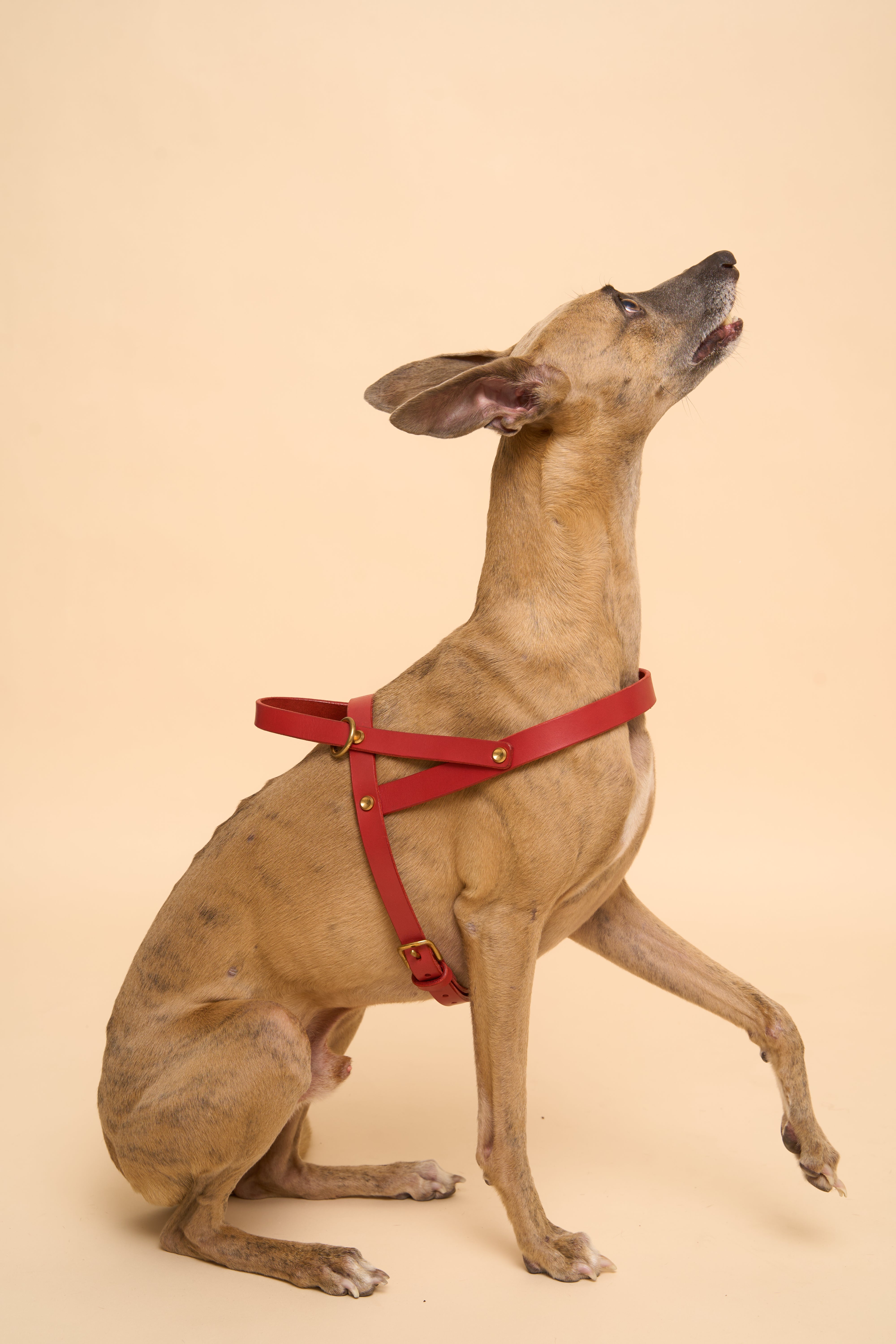 Vero Red Leather Dog Harness shown from the left side, made from premium Italian leather with brass hardware for secure and comfortable fit