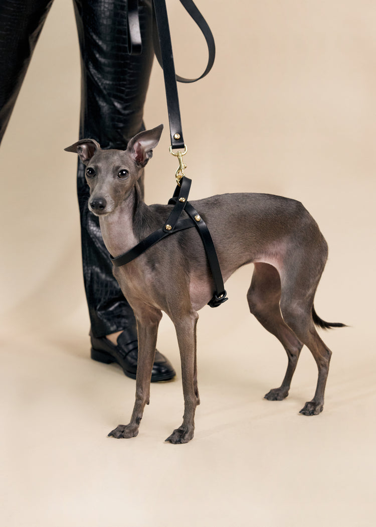 Vero Black Leather Dog Harness