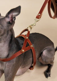 Vero Classic Collar & Omni Leash & Vero Harness in Brown
