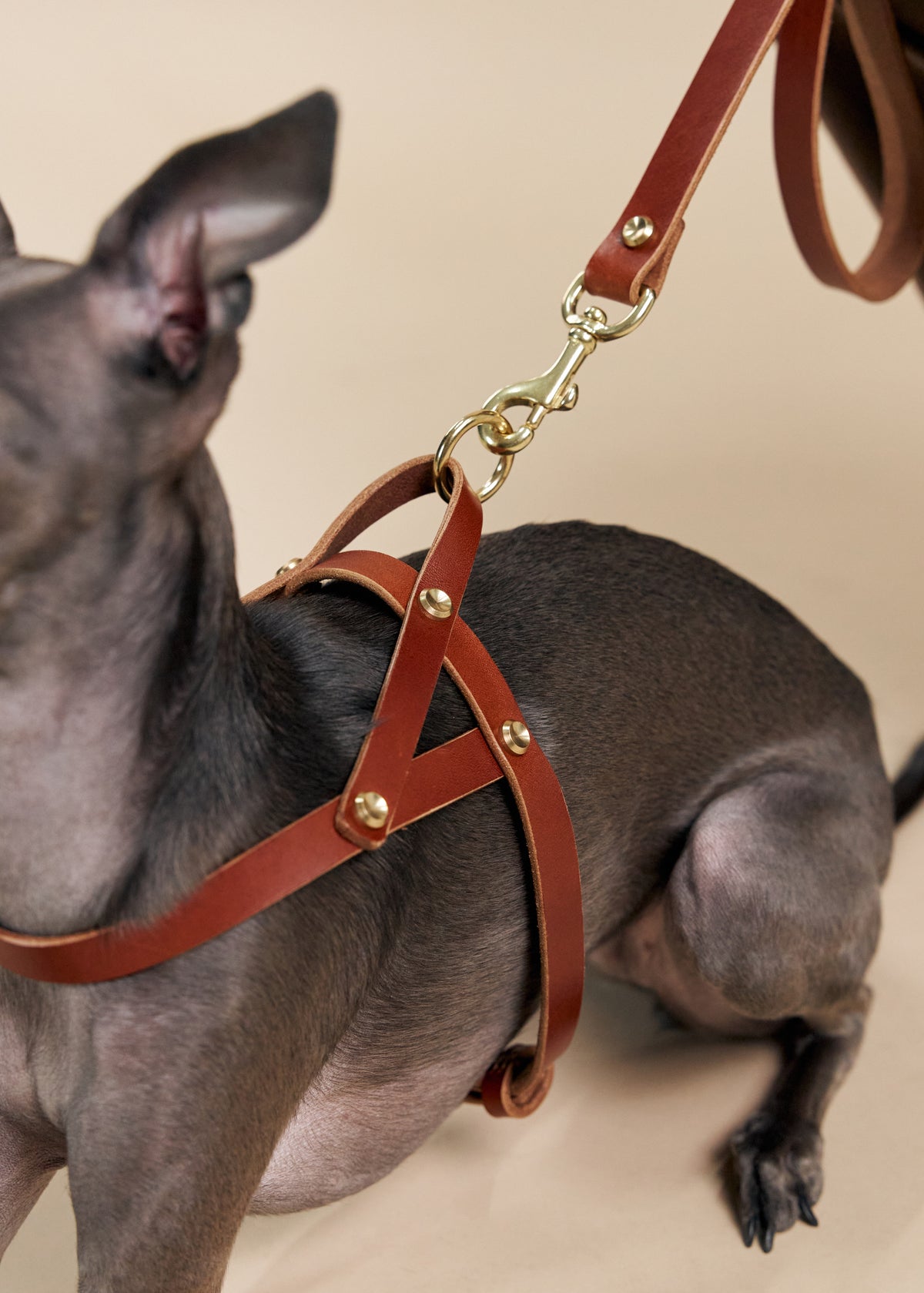 Close-up of brown Vero leather dog harness with Omni leash and brass snap hook