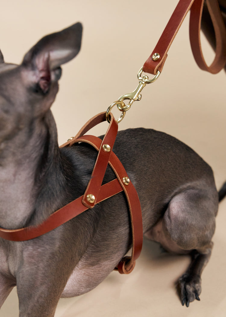 Brown Leather Dog Harness and Hands-Free Leash Set - Vero