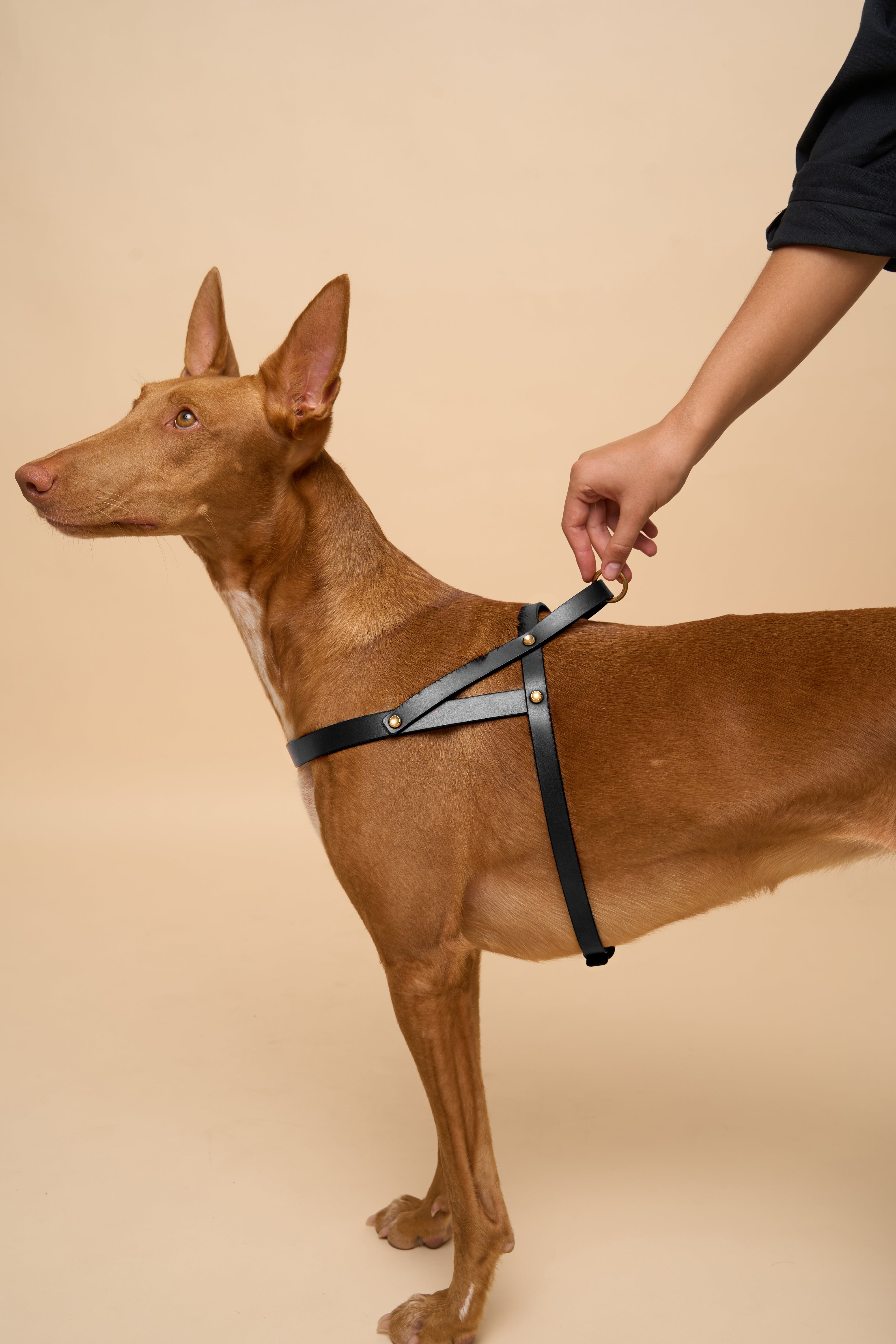 Vero Dog Harness in Black