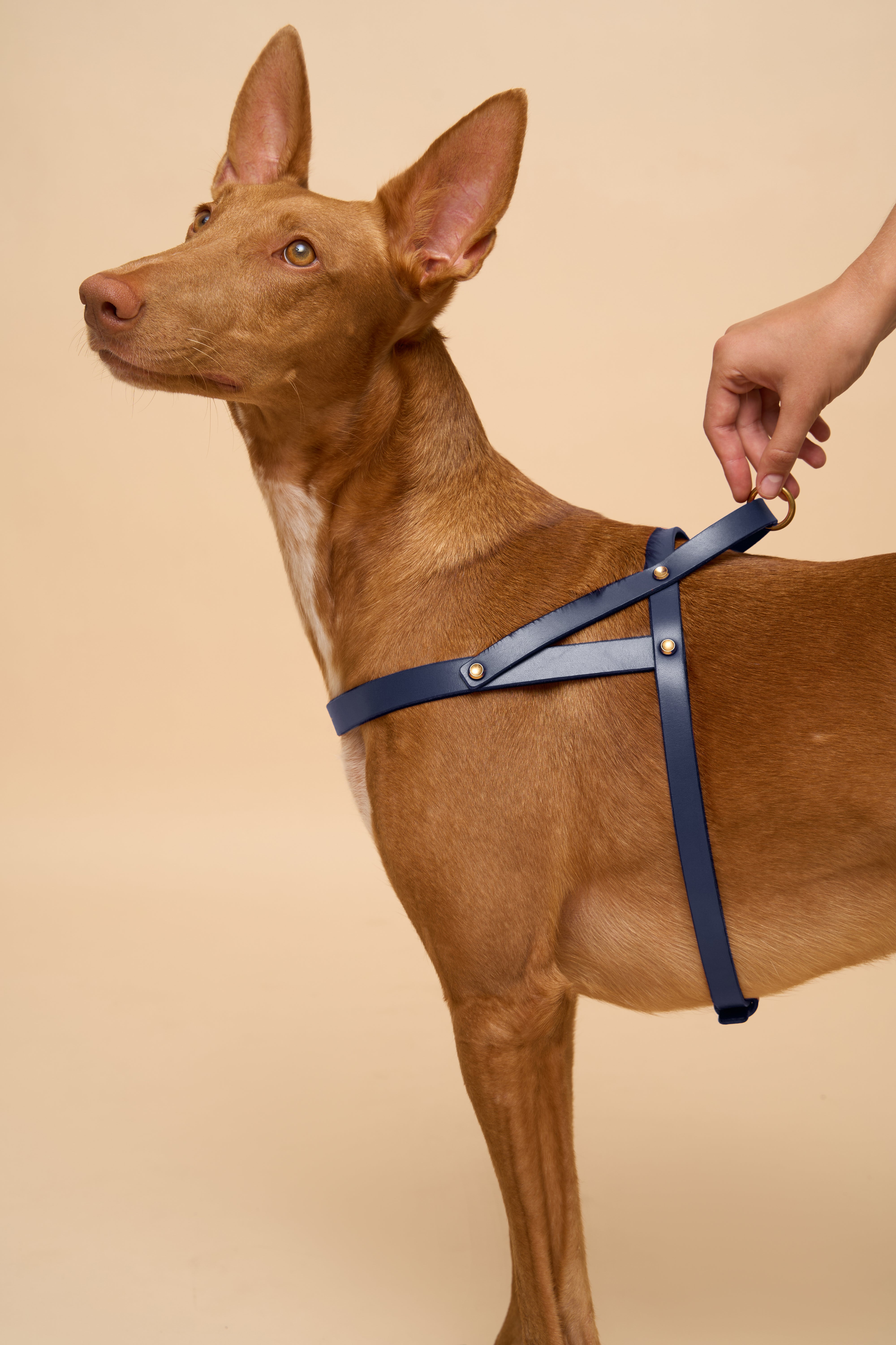 Vero Blue Leather Dog Harness shown from the right side, handcrafted from Italian leather with durable brass hardware for secure fit