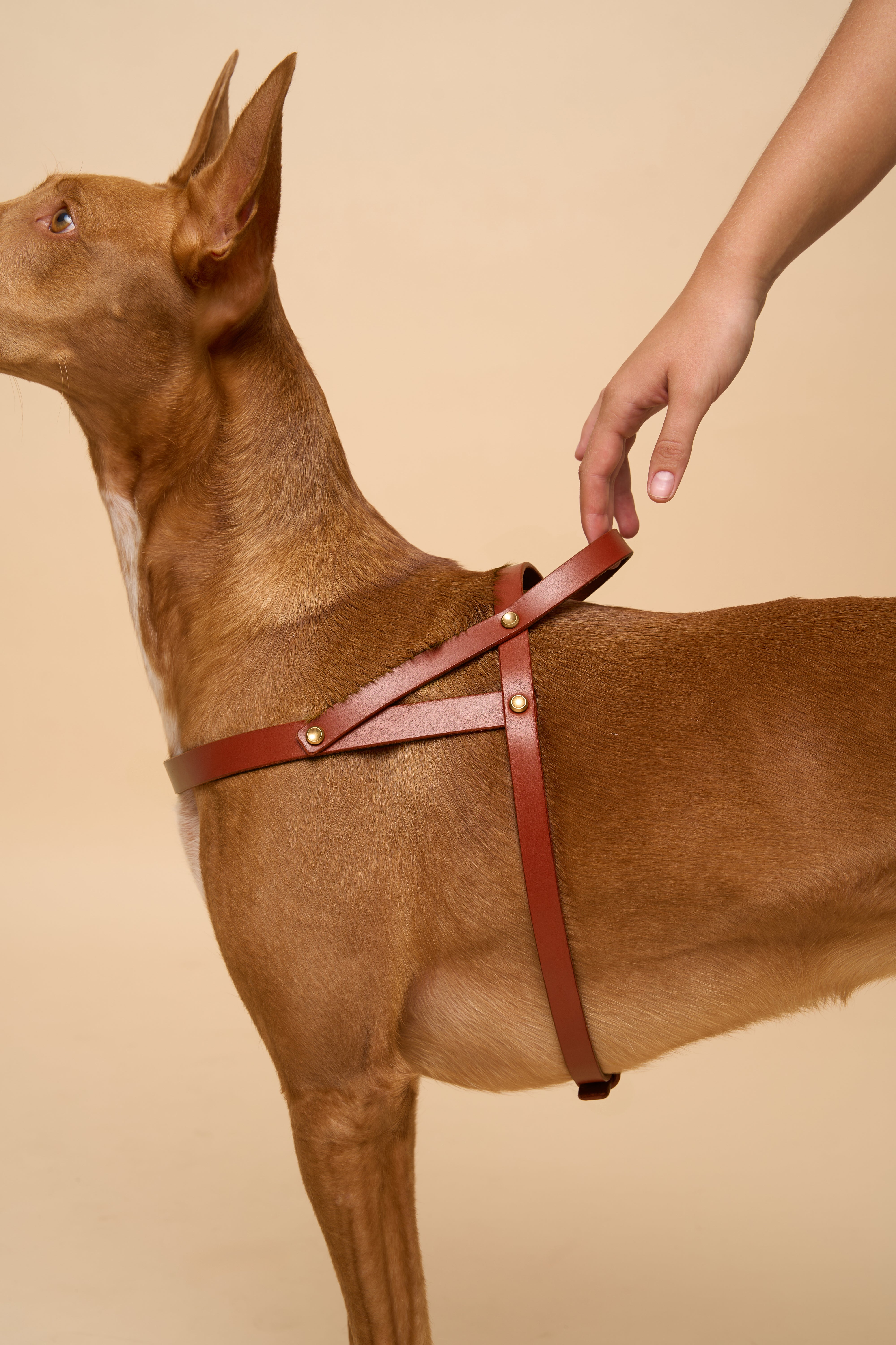 Vero Dog Harness in Brown