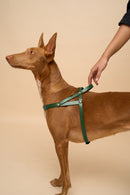 Vero Green Leather Dog Harness shown from the right side, made with Italian leather and strong brass hardware for secure fit