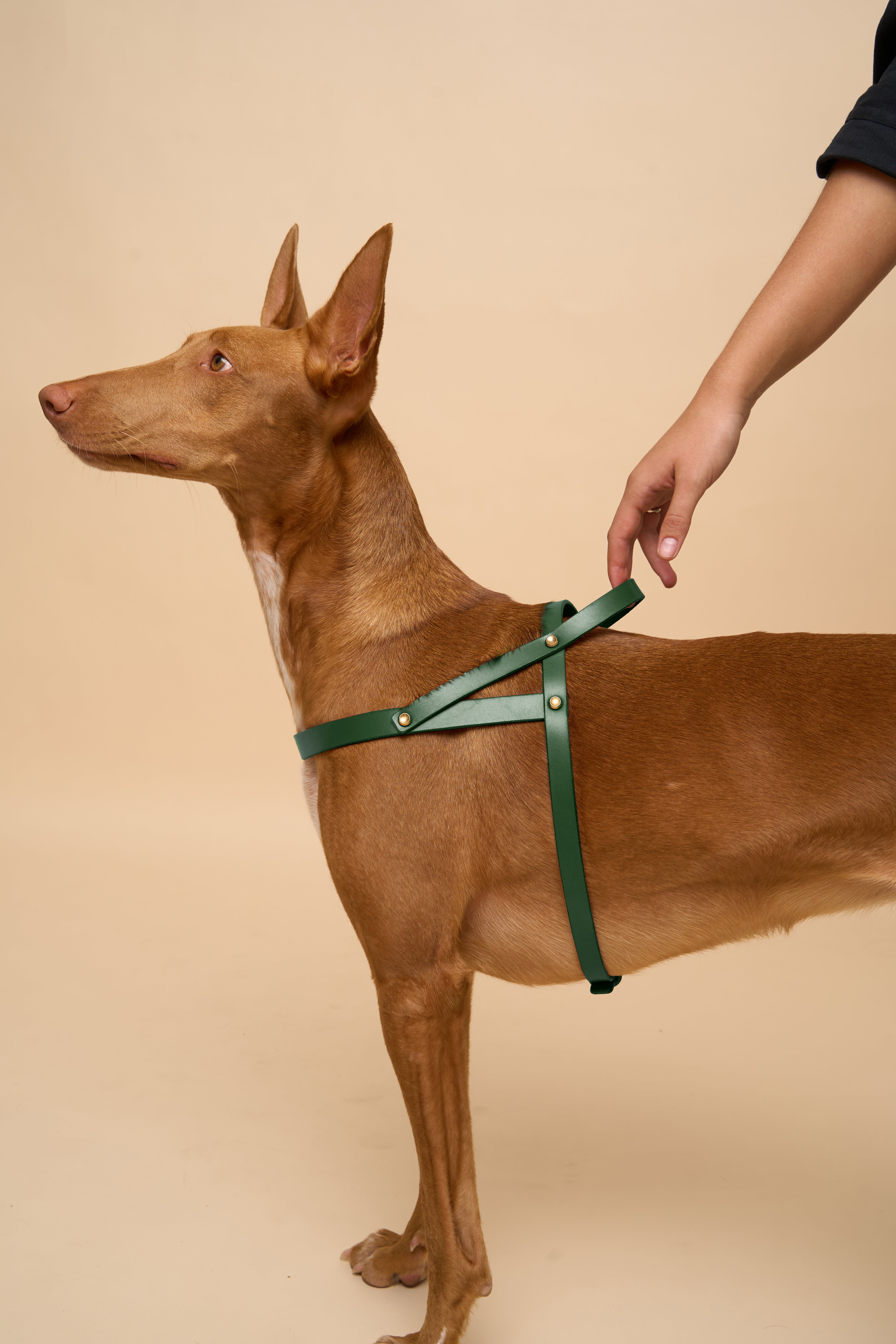 Vero Dog Harness in Green