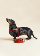 Vero Red Leather Dog Harness shown from the right side, crafted from premium Italian leather with brass hardware 