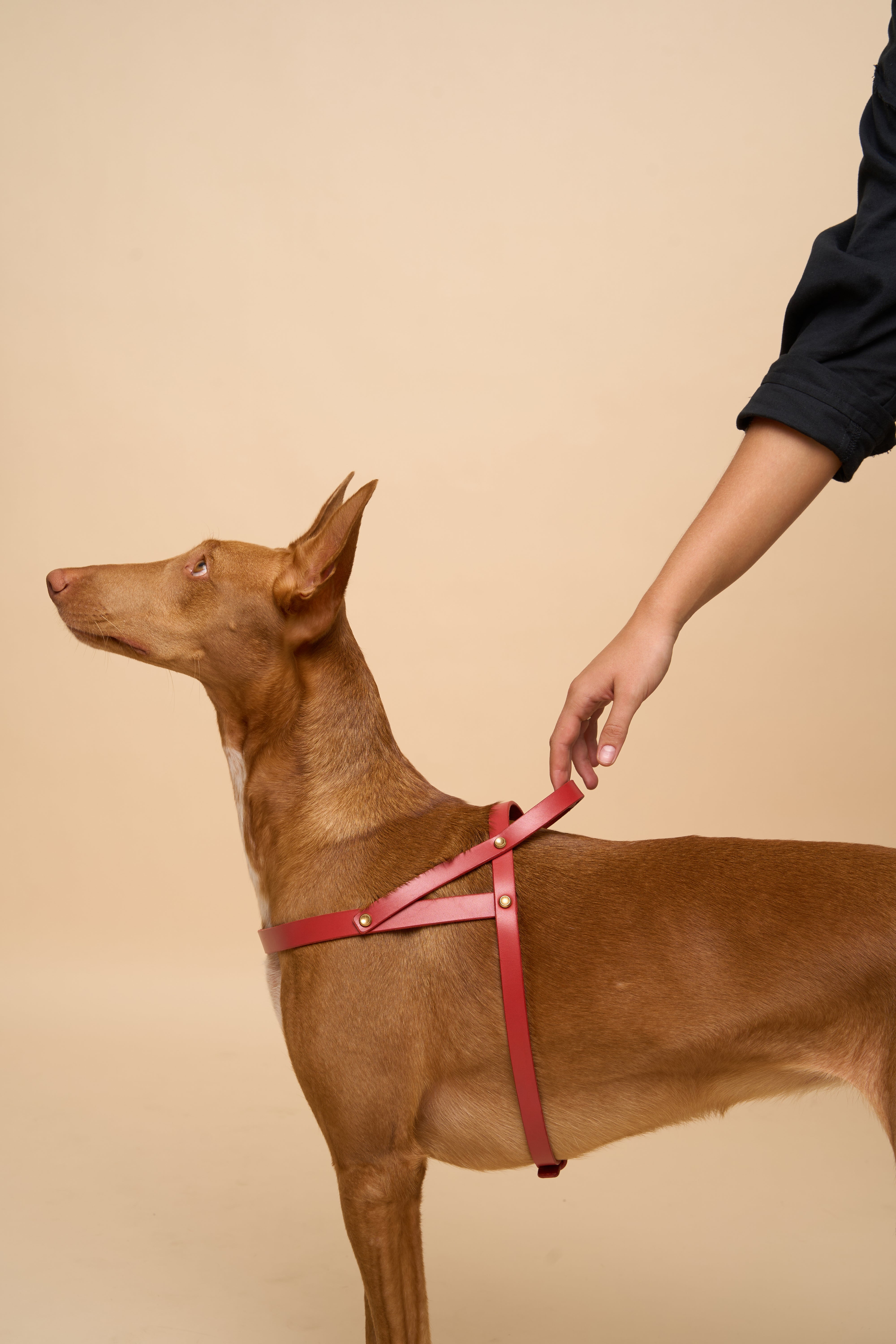 Vero Red Leather Dog Harness shown from the right side, crafted from premium Italian leather with brass hardware for sturdy dog control