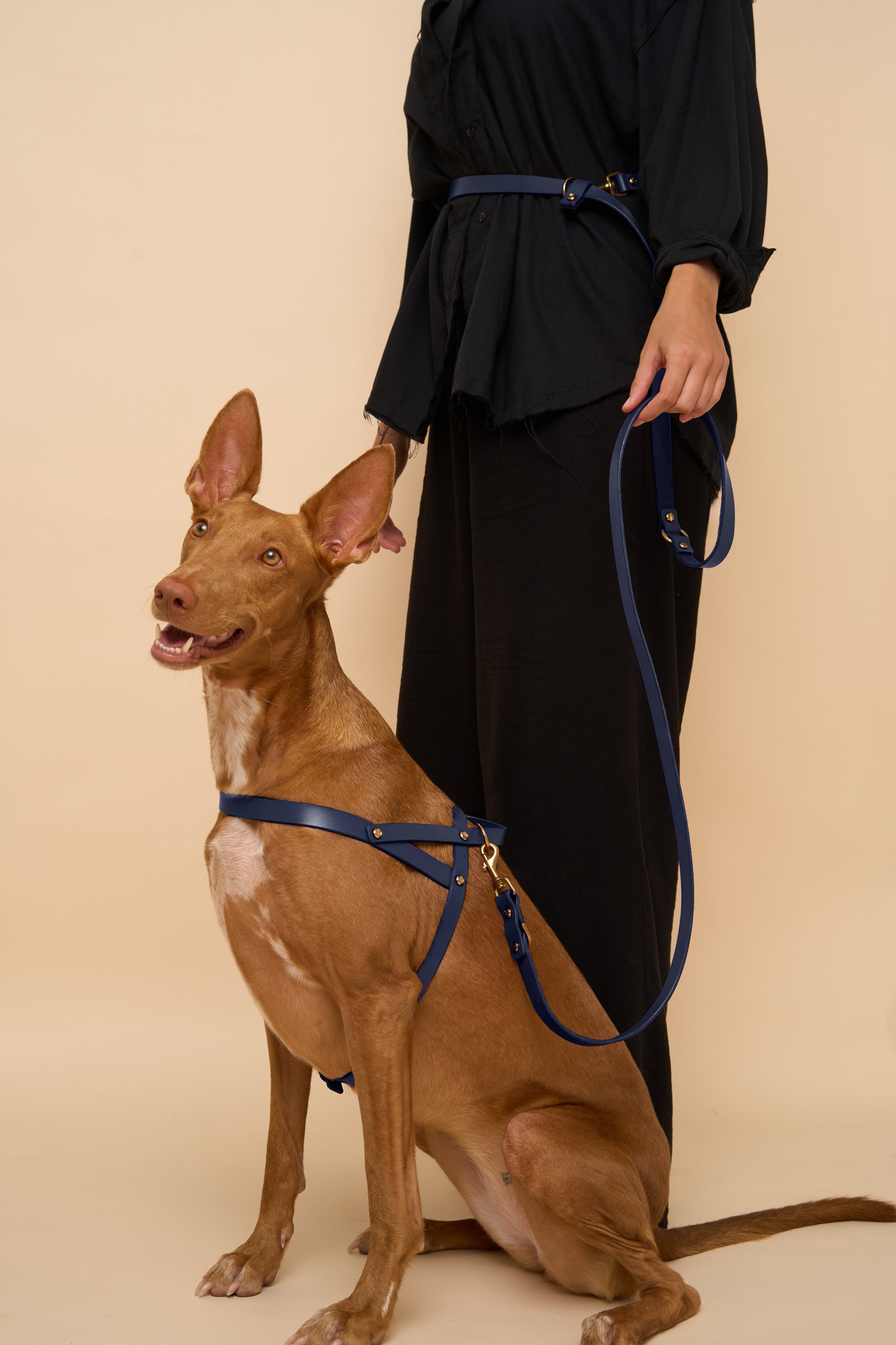 Vero Blue Leather Dog Harness and Omni Hands-Free Blue Leash, crafted from high-quality leather for secure, hands-free walking