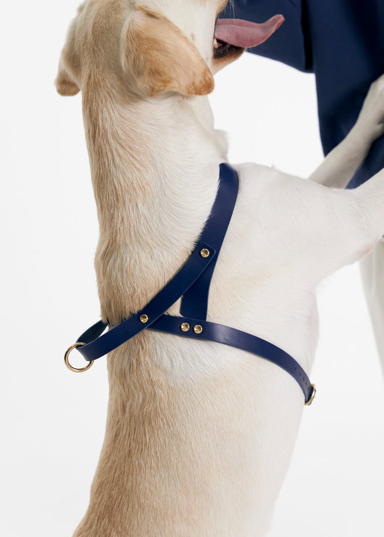 Vero Blue Leather Dog Harness