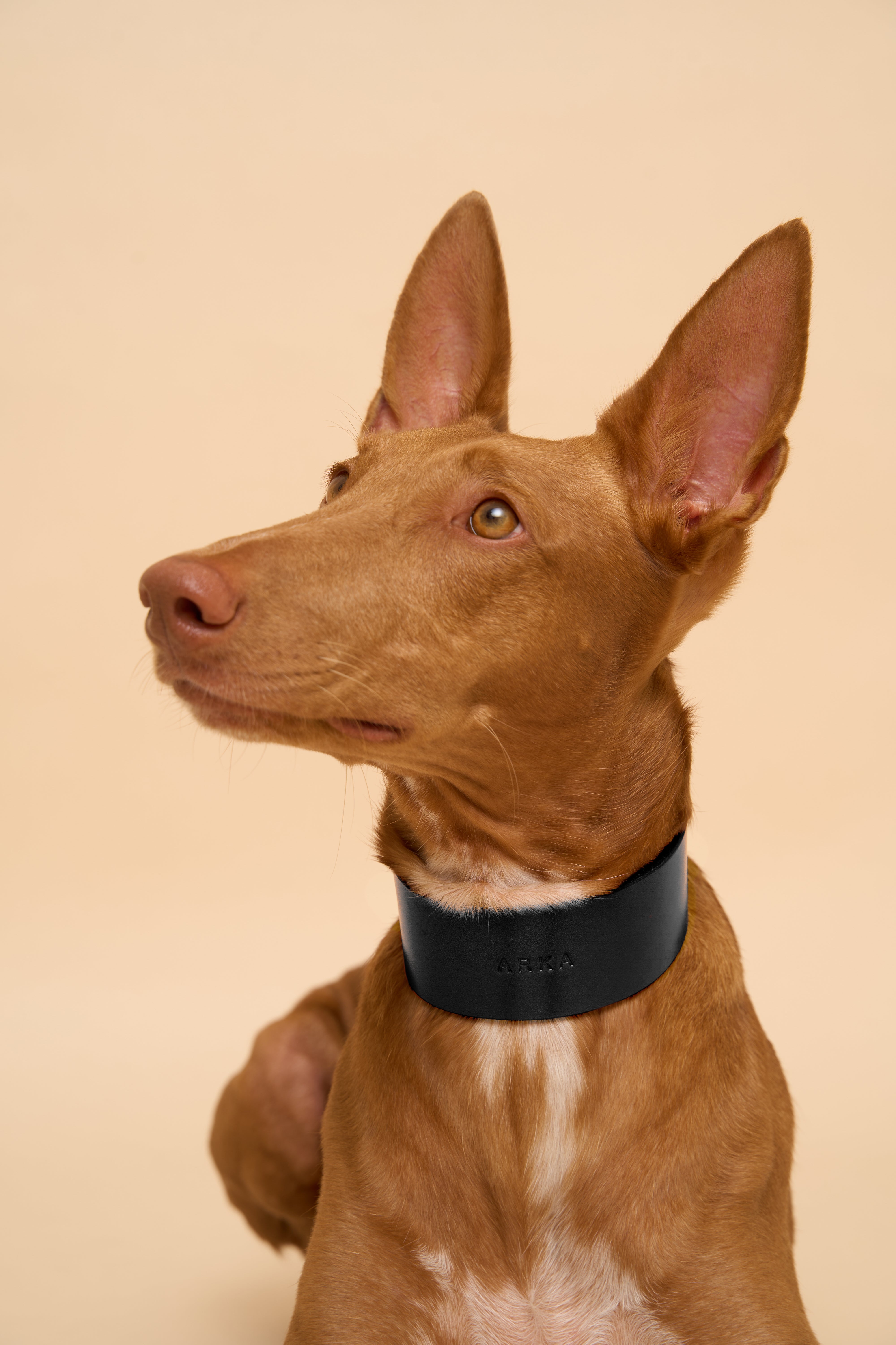 Front view of Vero Wide Black Leather Dog Collar with personalized name embossing, featuring premium Italian leather and durable brass hardware