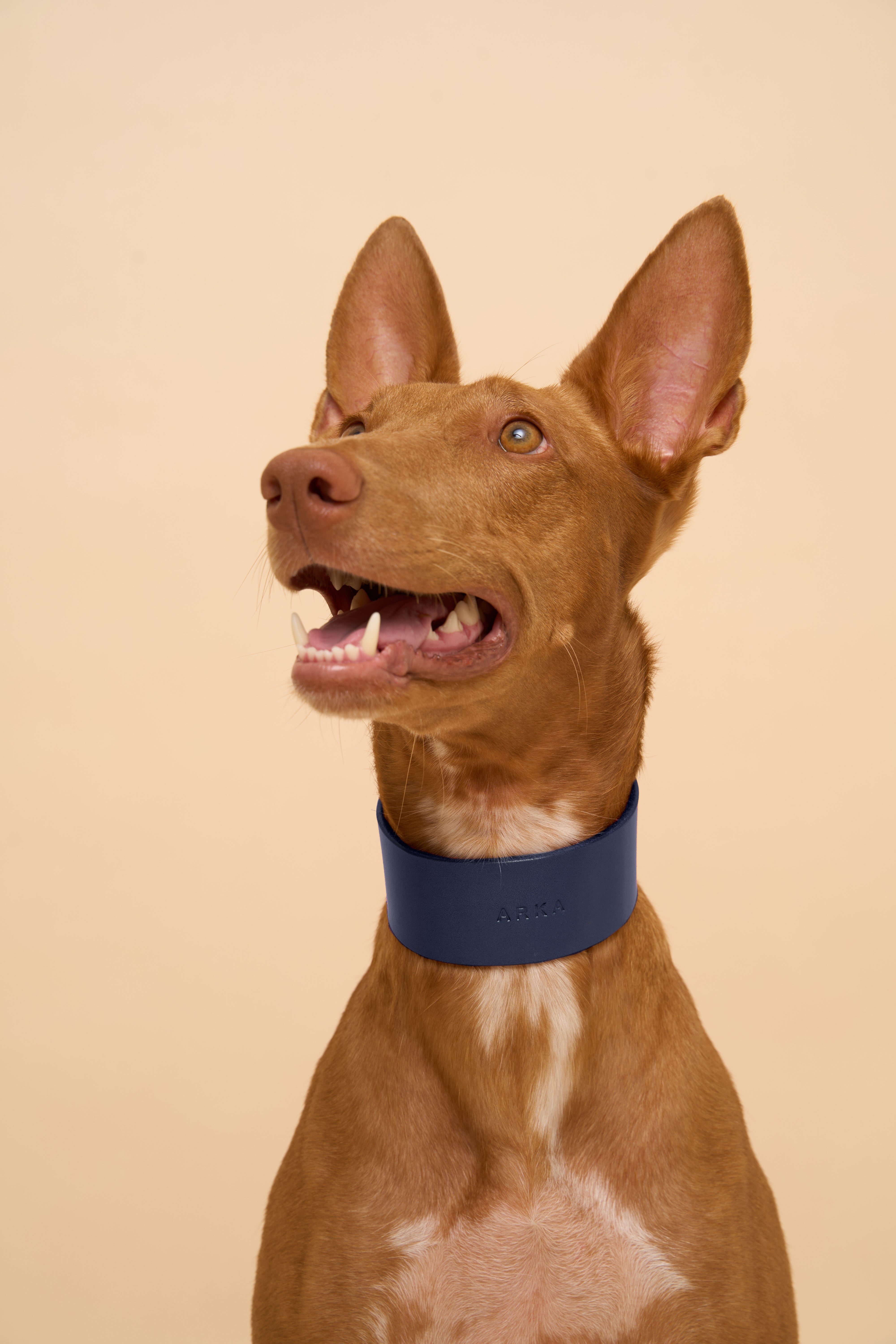 Front view of Vero Wide Blue Leather Dog Collar with personalized name embossing, crafted from premium Italian leather for customization