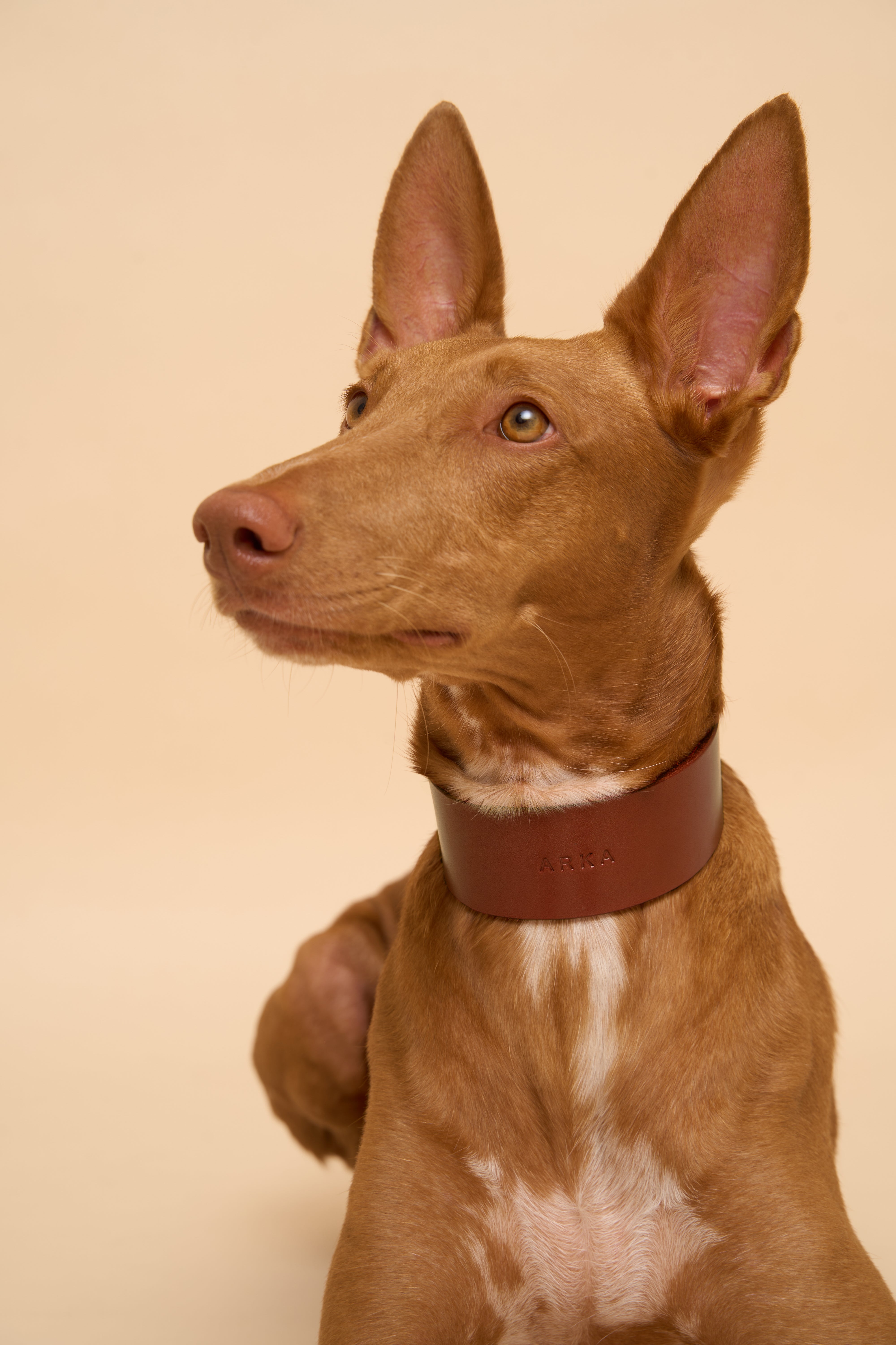 Vero Wide Dog Collar in Brown