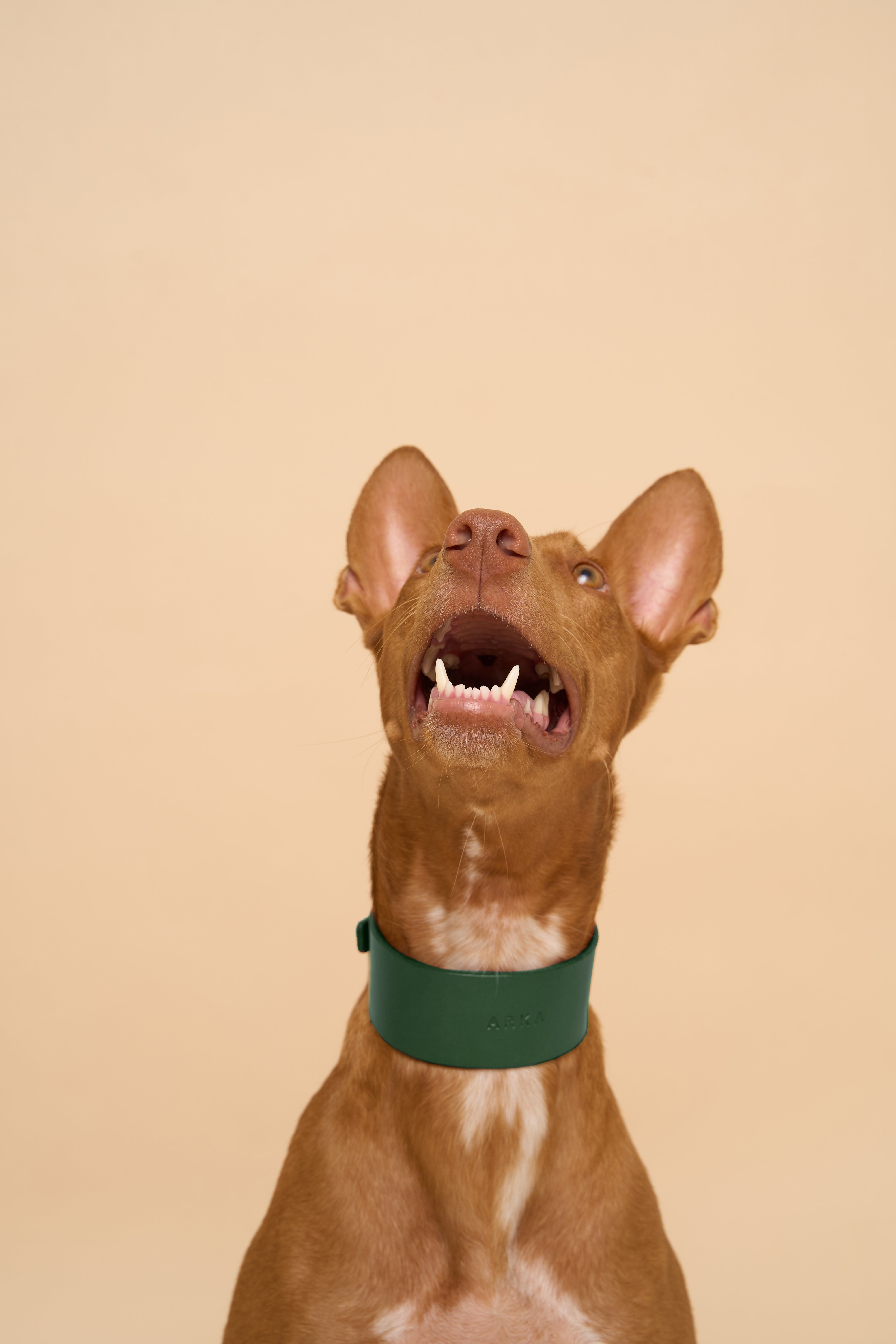 Front view of Vero Wide Green Leather Dog Collar with personalized name embossing, showcasing strong Italian leather and brass hardware