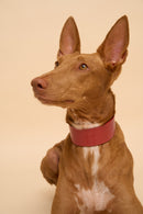 Front view of Vero Wide Red Leather Dog Collar with custom name embossing, made with durable Italian leather for a personalized fit