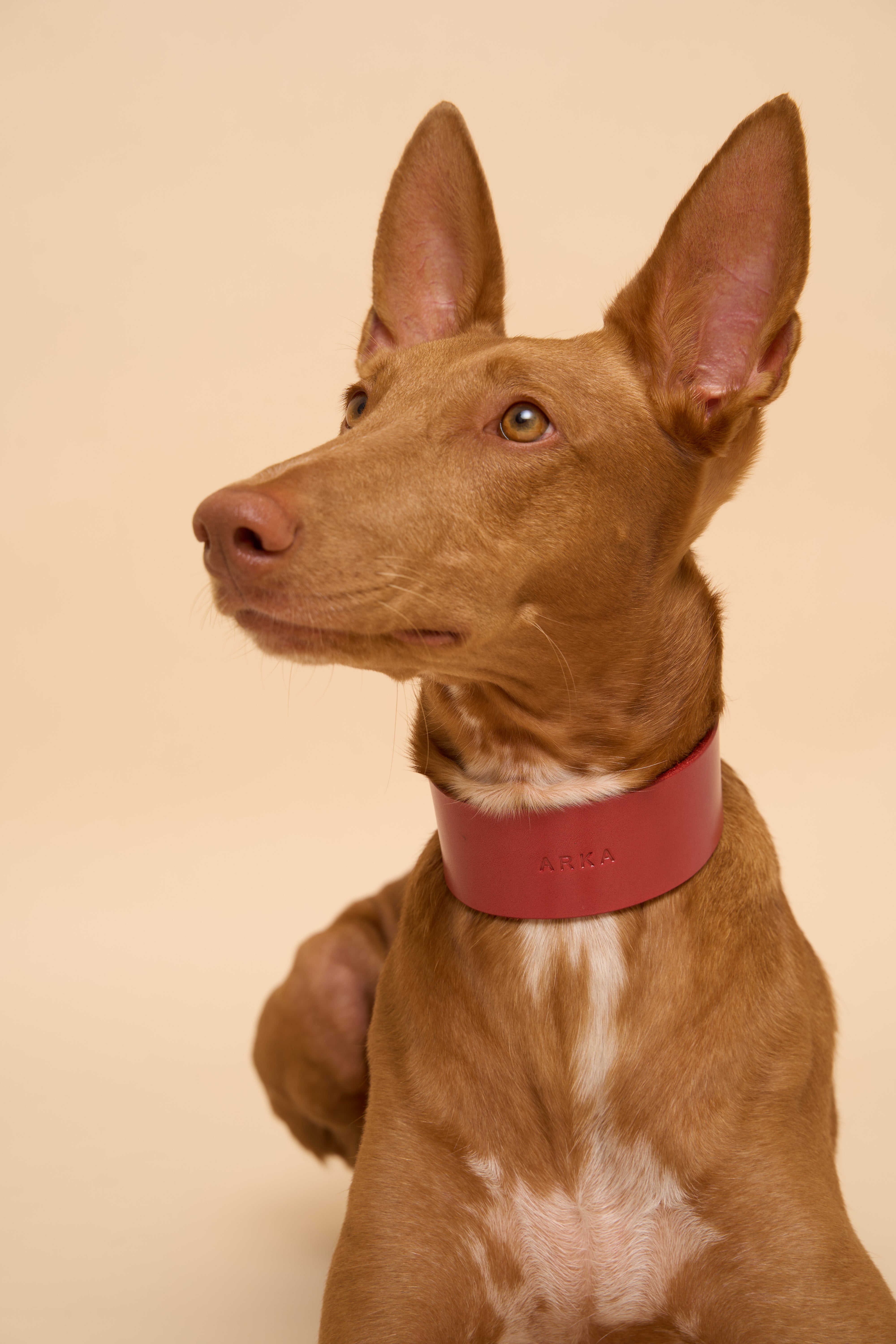 Vero Wide Dog Collar in Red