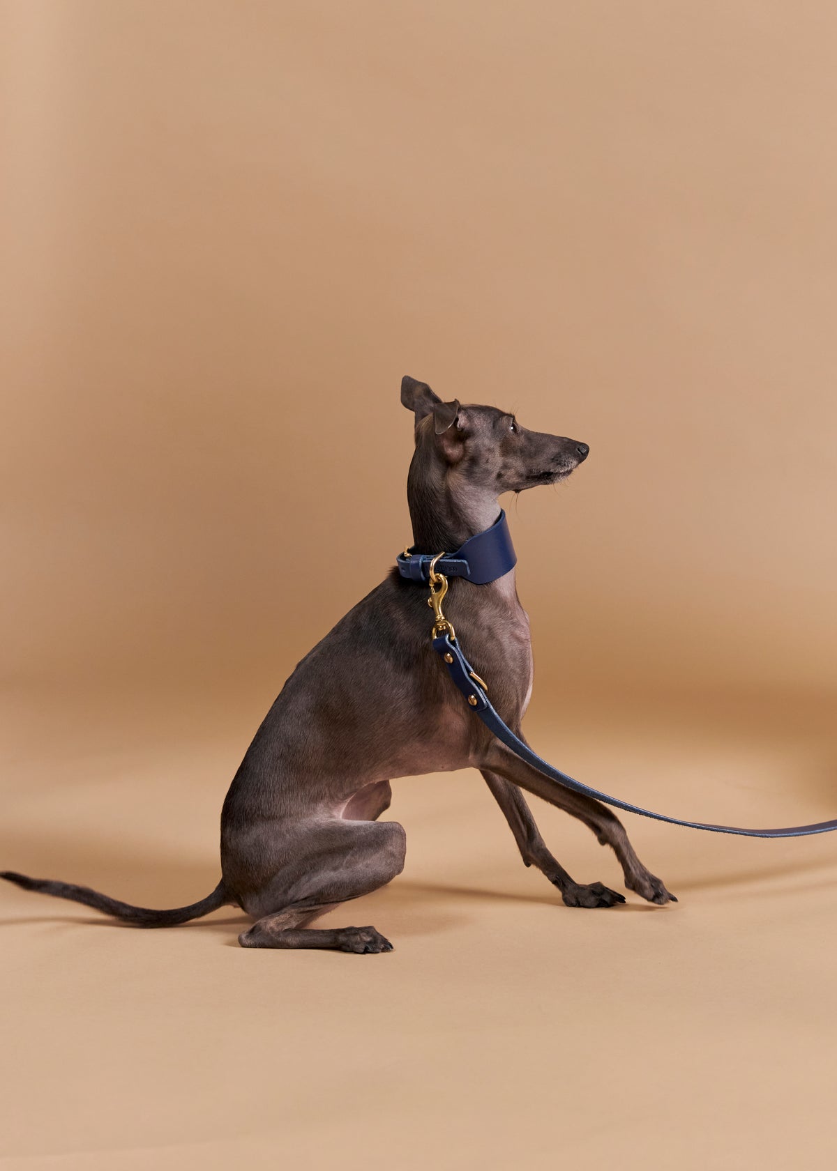 Vero Wide Dog collar paired with matching leash in blue