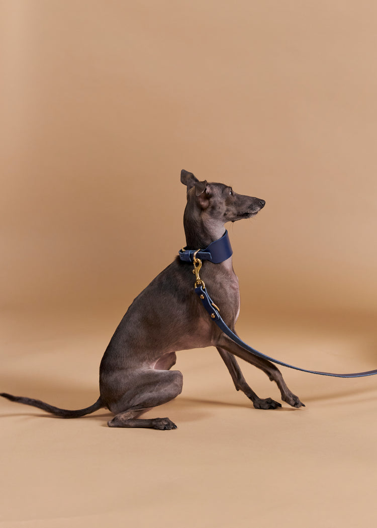 Wide Blue Leather Dog Collar, Leash and Harness Set - Vero