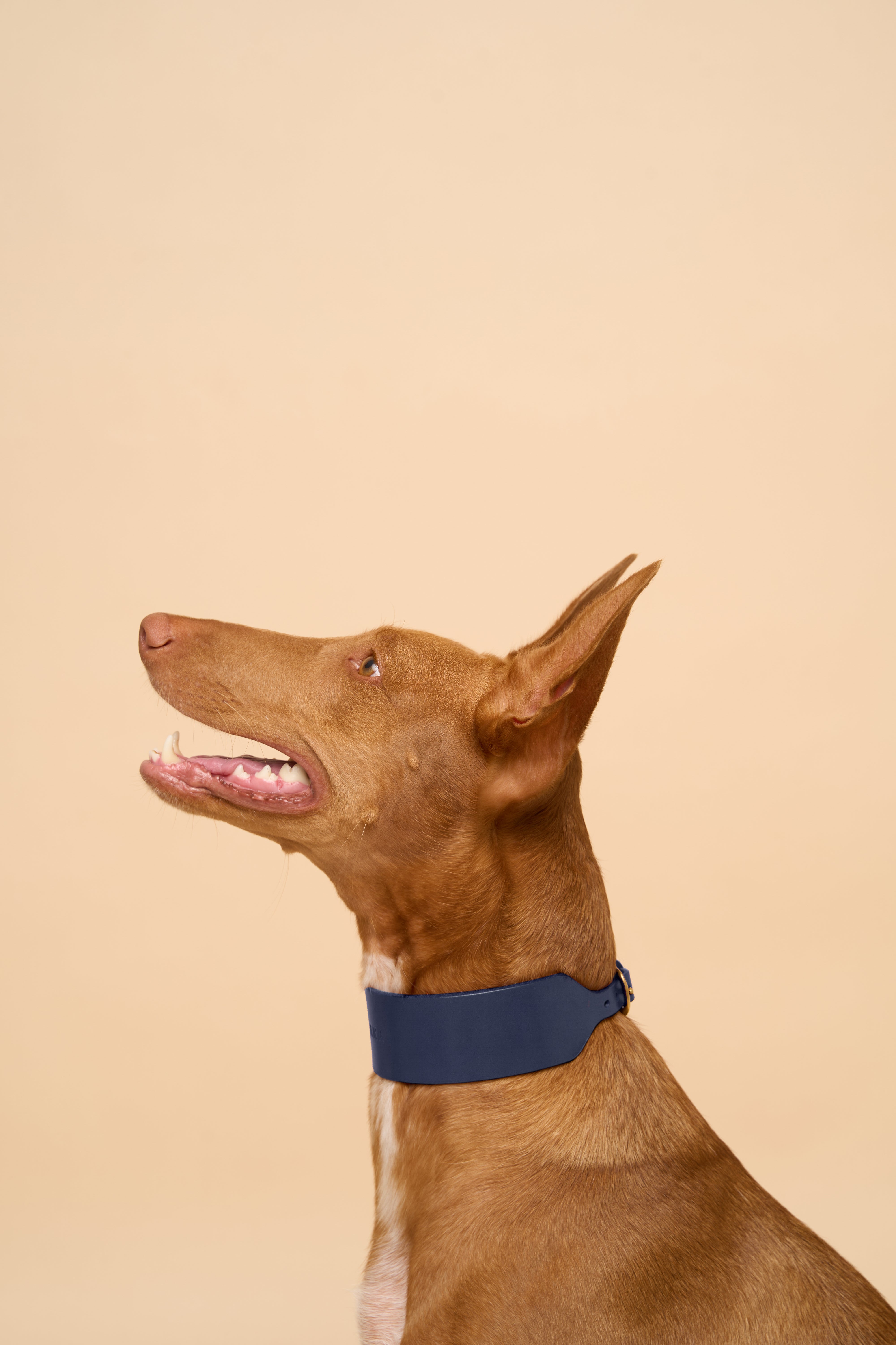 Right side view of Vero Wide Blue Leather Dog Collar on dog, highlighting high-quality Italian leather and solid brass hardware