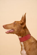 Right side view of Vero Wide Red Leather Dog Collar on dog, showcasing premium craftsmanship for stylish and sturdy wear