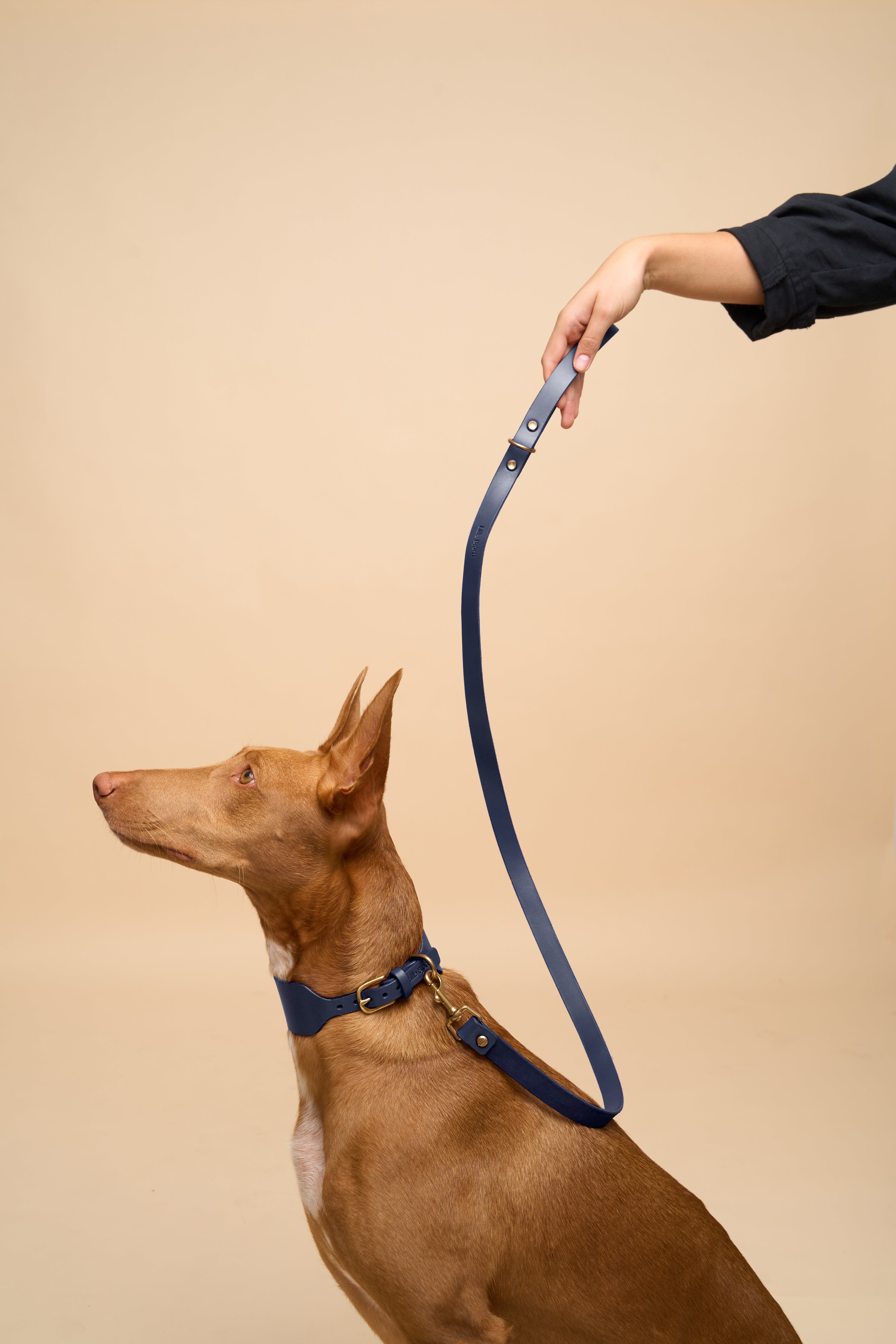 Vero Wide Blue Dog Collar with Classic Leash, offering premium Italian leather craftsmanship for stylish and secure dog walking