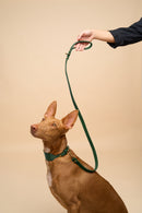 Vero Wide Green Dog Collar with Classic Leash, crafted from high-quality Italian leather, offering a secure and fashionable dog walking experience